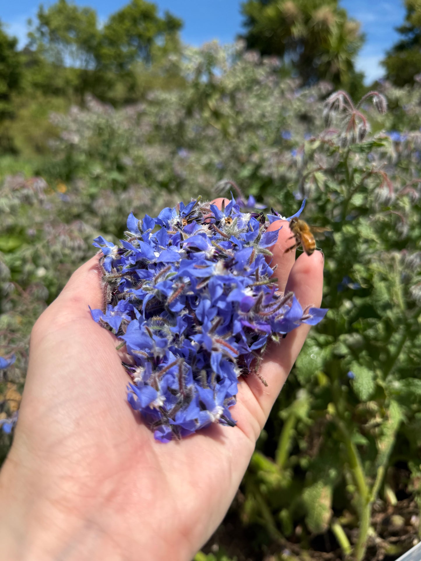 Borage flowers (60g)