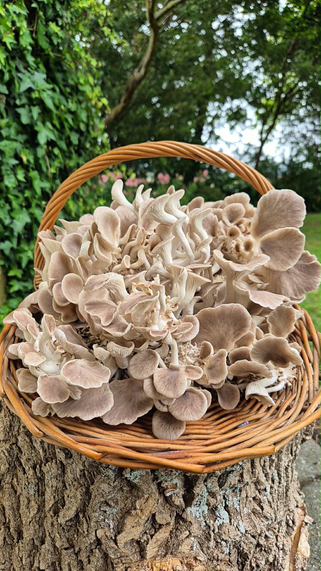 Oyster mushrooms (200g)