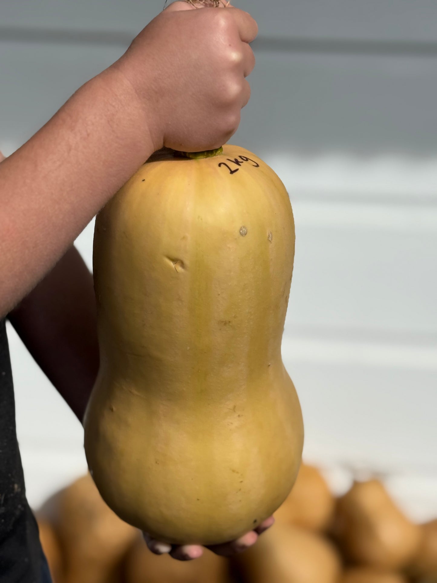 Organic Butternut squash