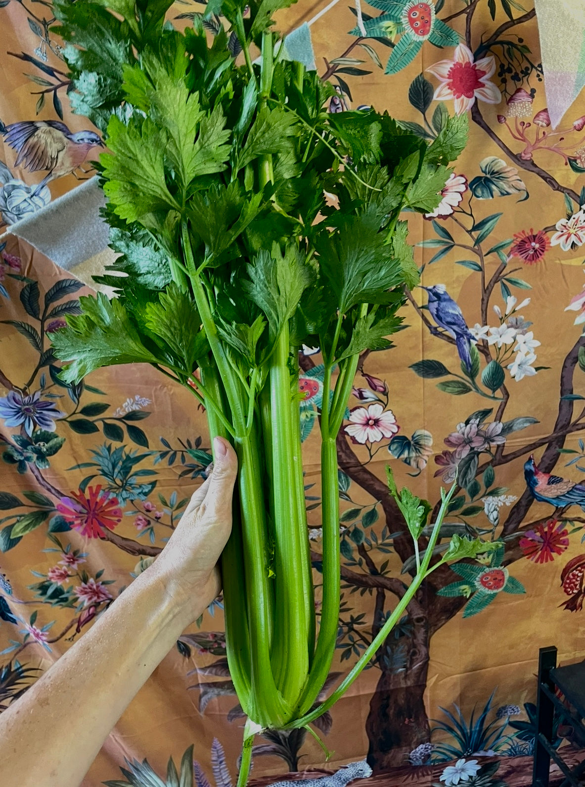 Organic Celery