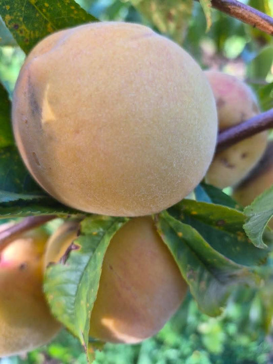 Spray free peaches 1kg