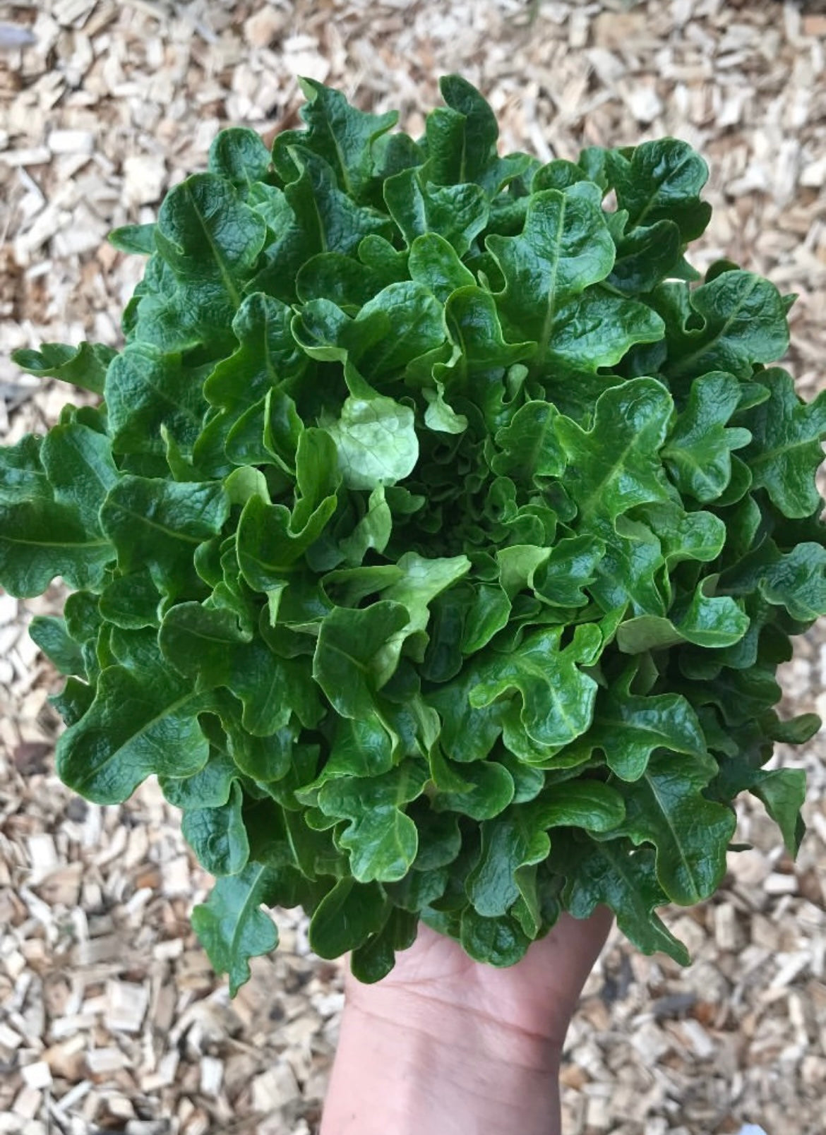 Organic lettuce