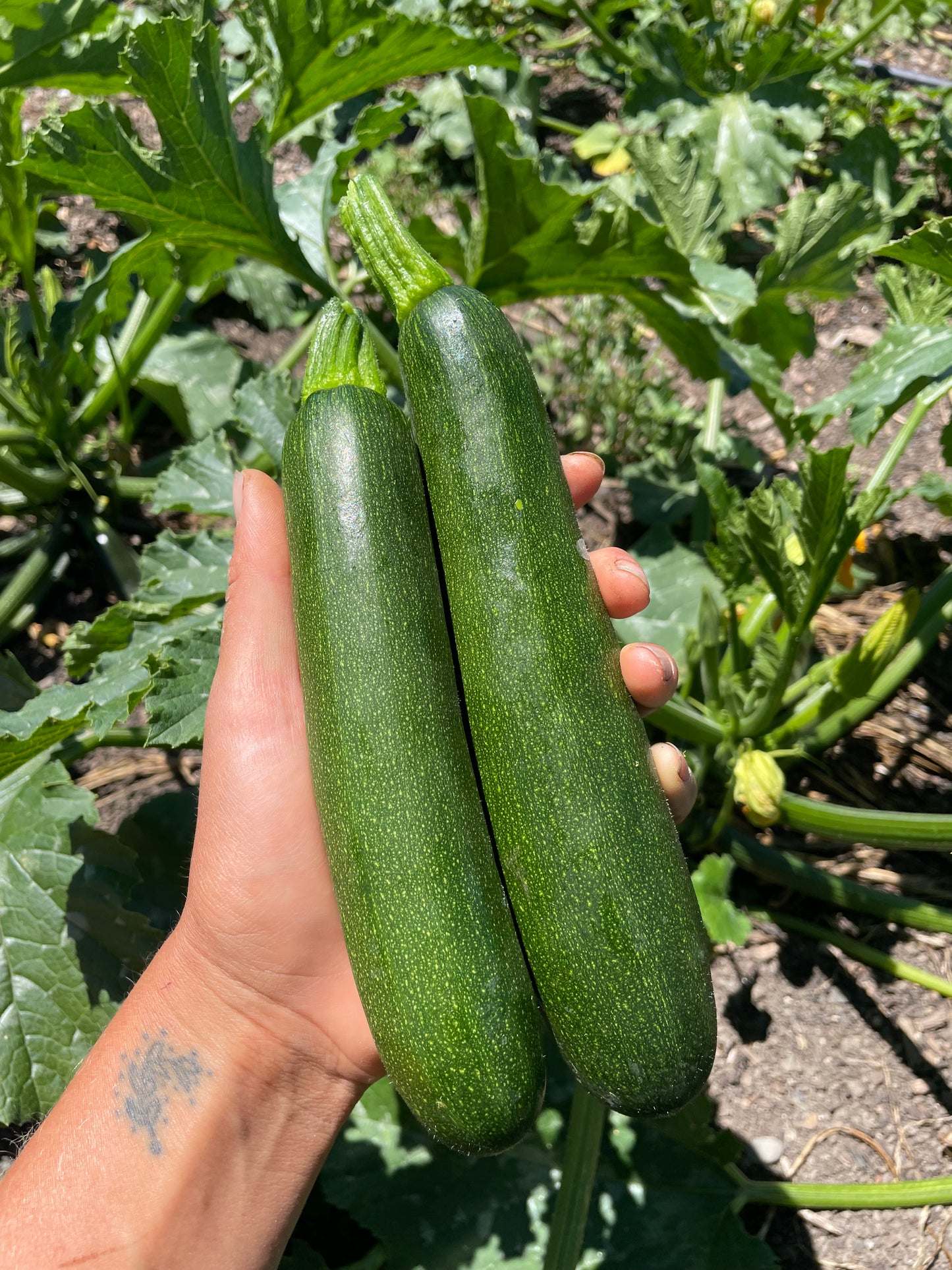 Organic Zucchini x 3