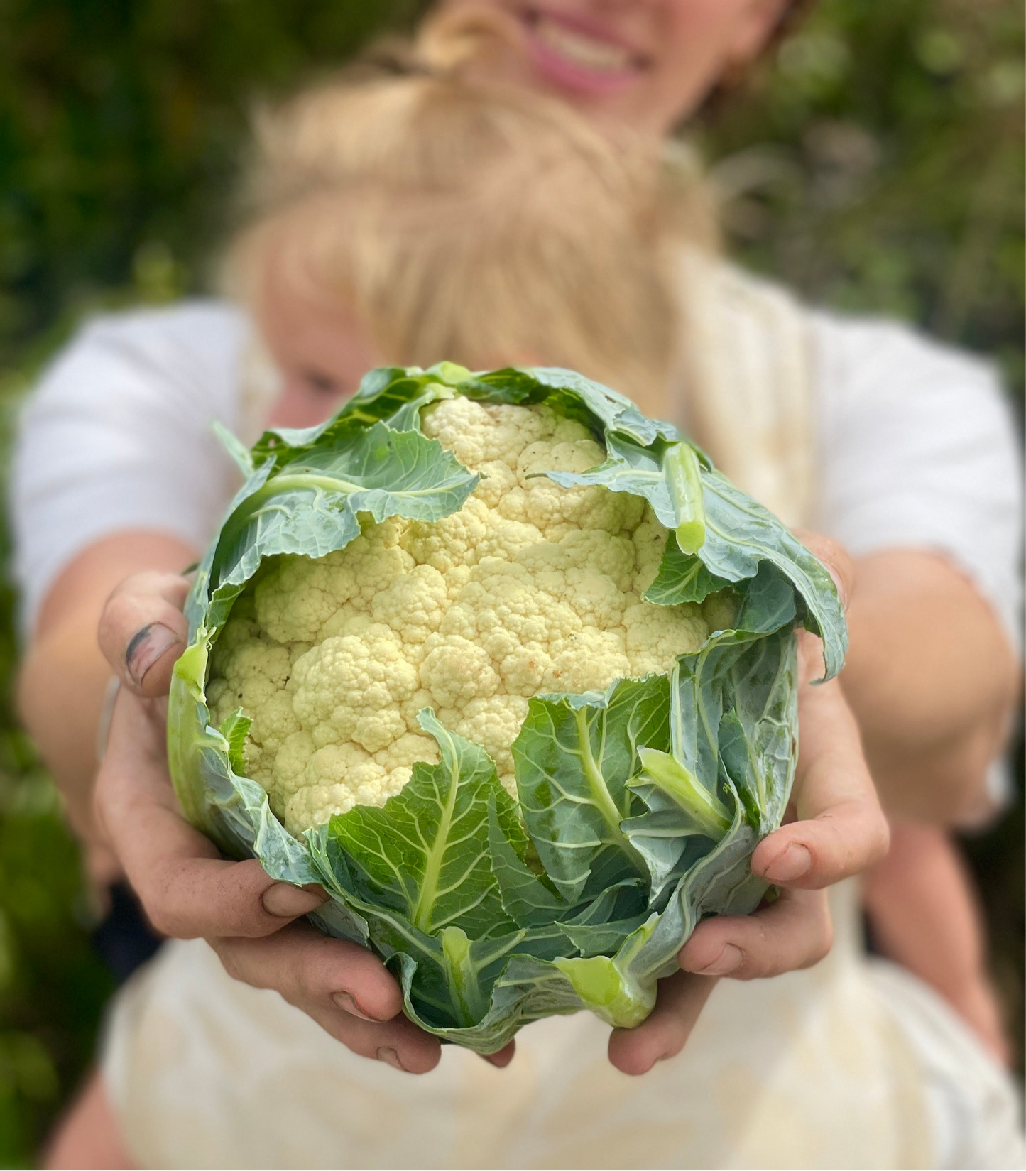 Organic Cauliflower (small)