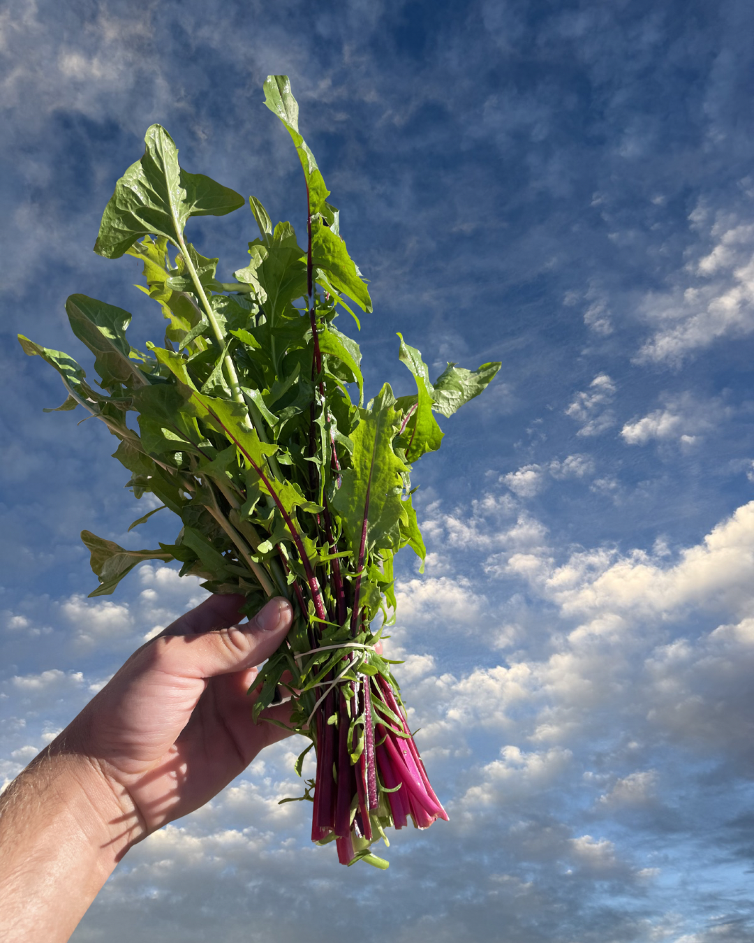 Organic Puntarelle greens