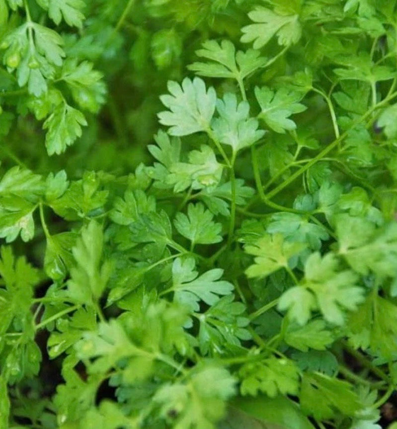 Organic Chervil bunches