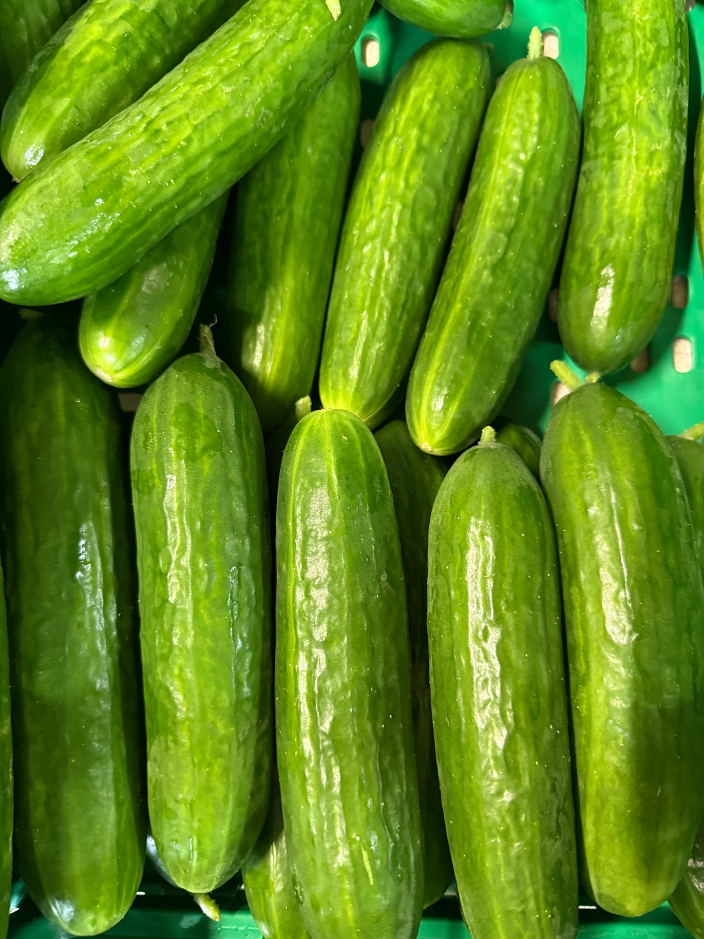 Organic cucumber 2kg deal