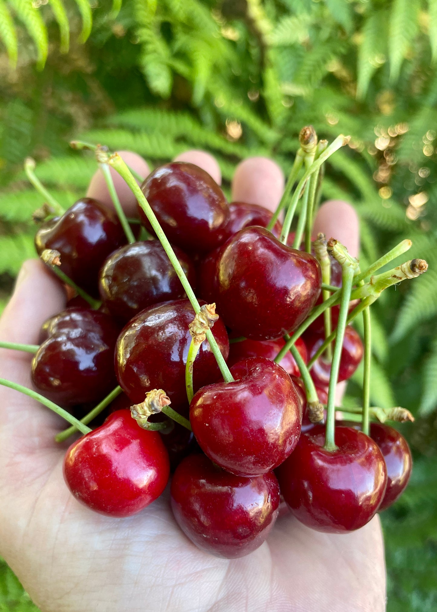 Organic Cherries (punnet)