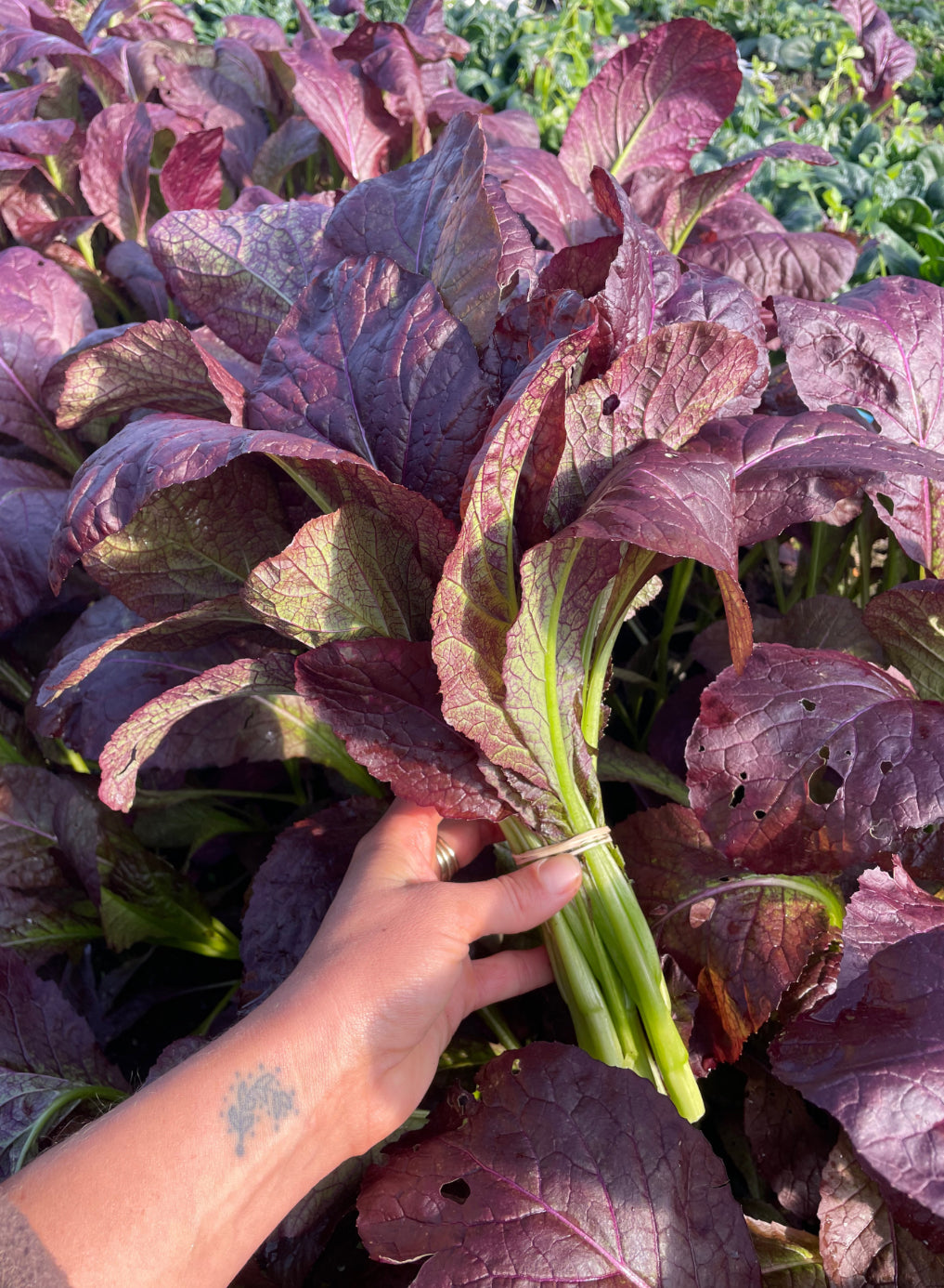 Organic purple mustard greens
