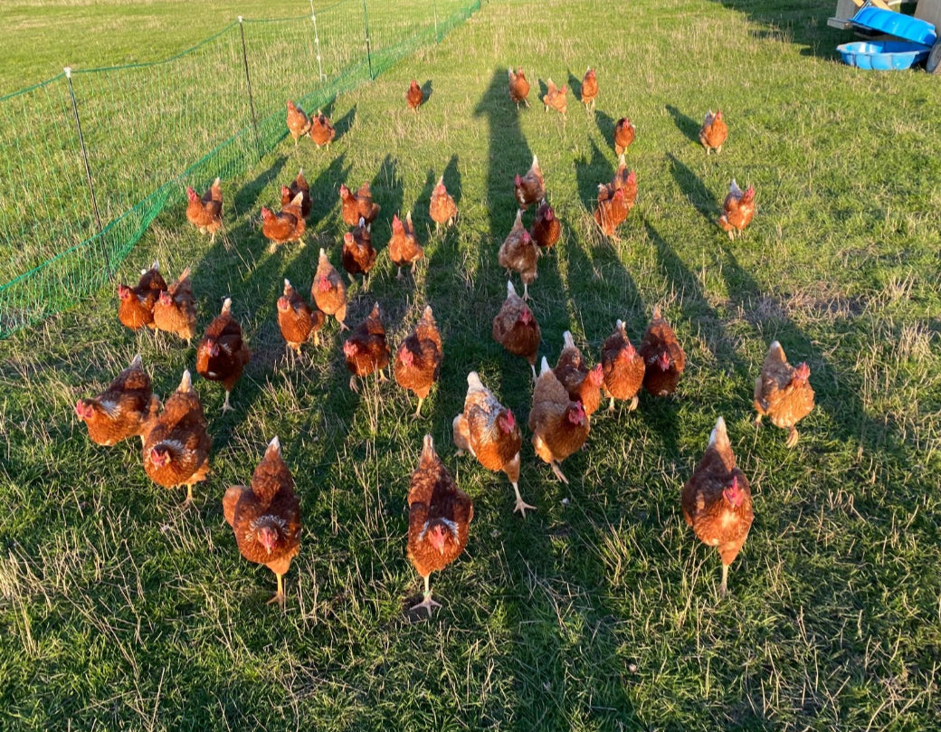 Regenerative Free Range Eggs - Pasture Pride (tray of 20)
