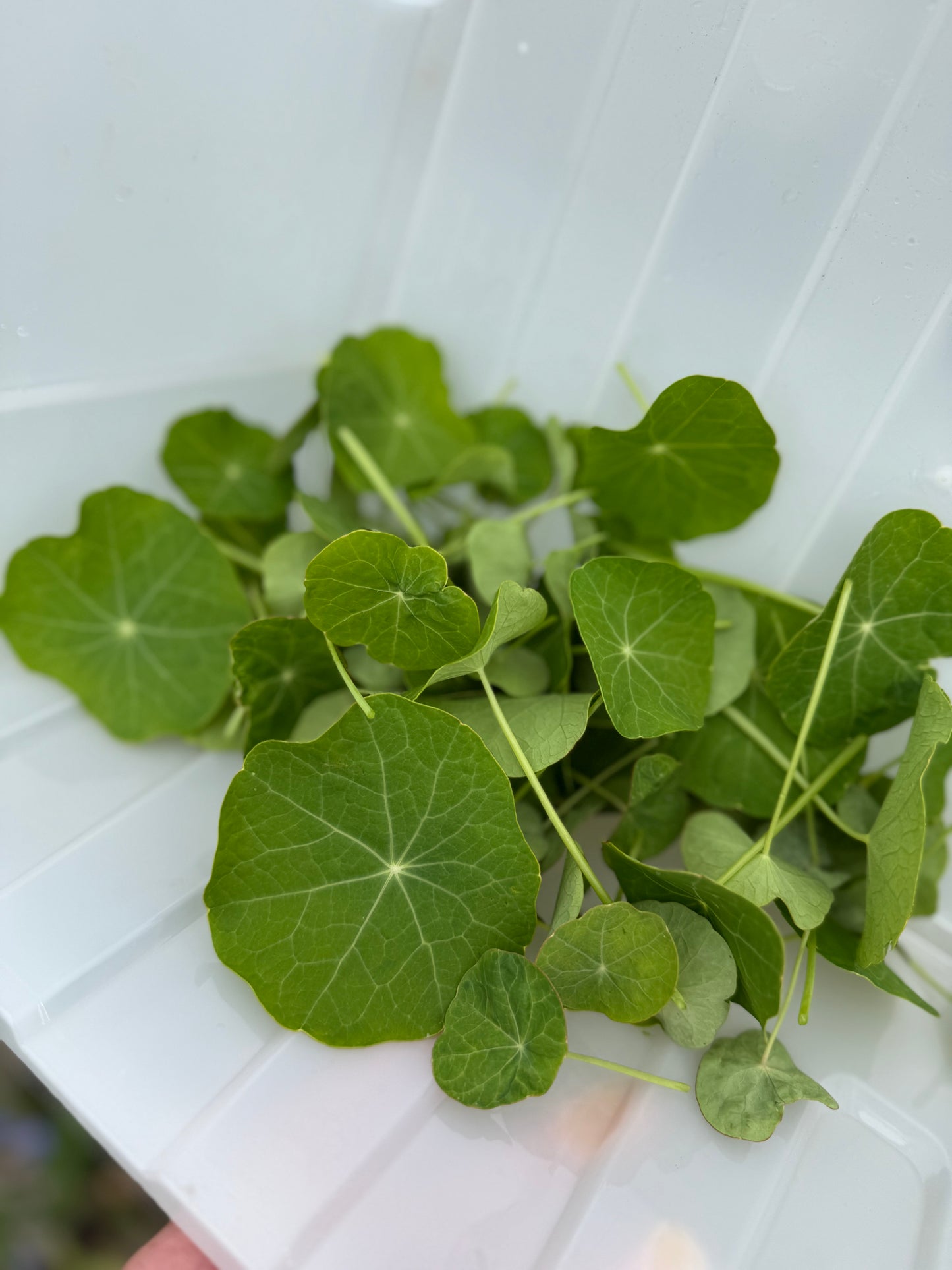 Organic nasturtium leaf