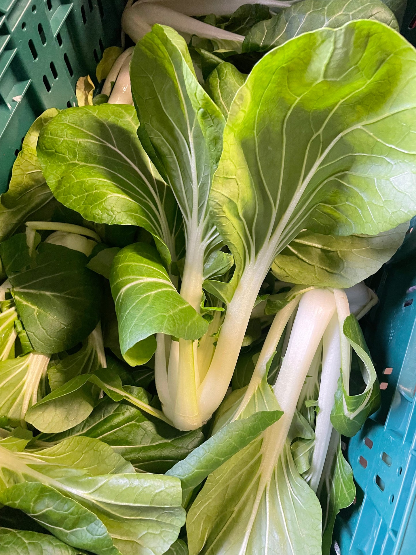 organic vegetables / little farms
