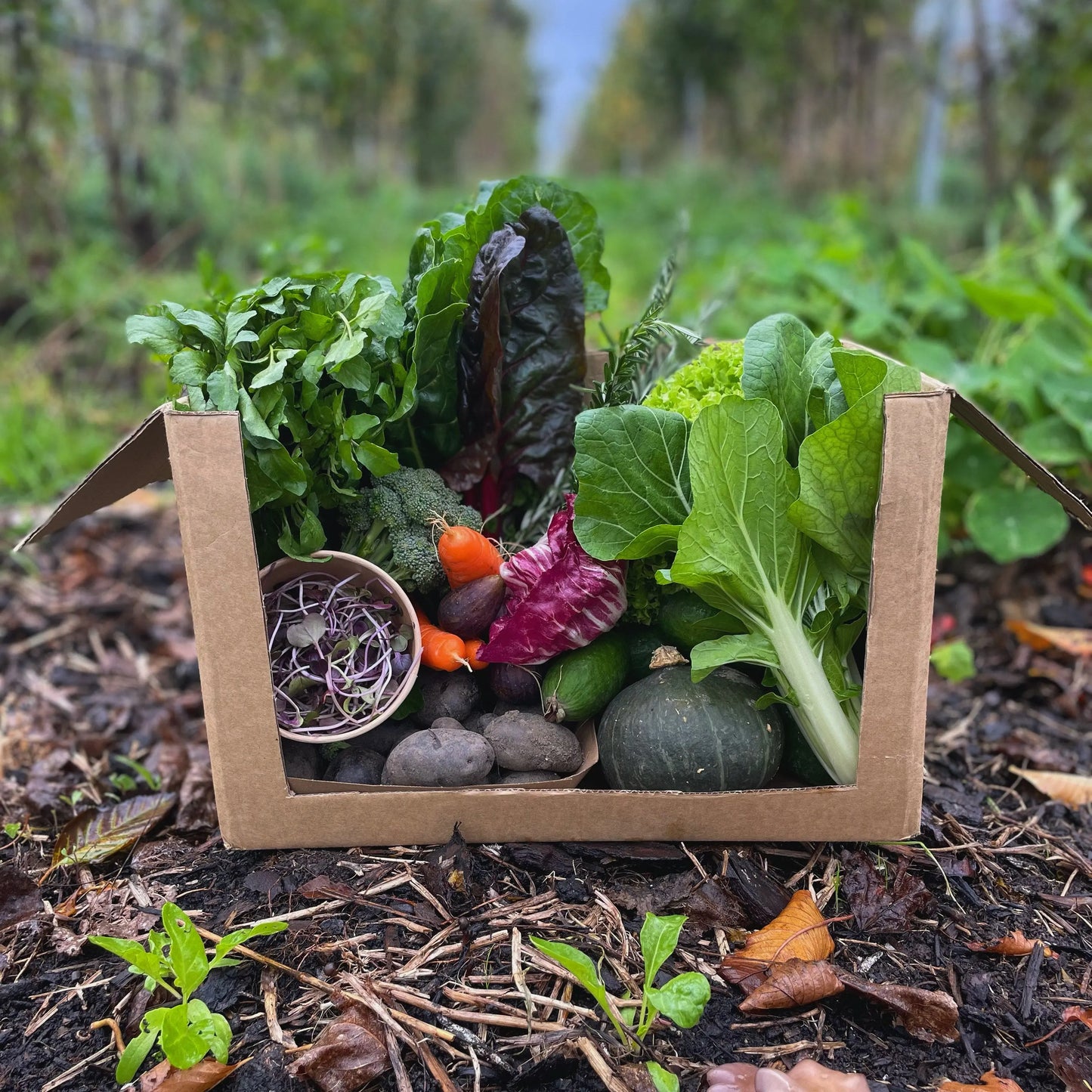 organic vegetables / little farms