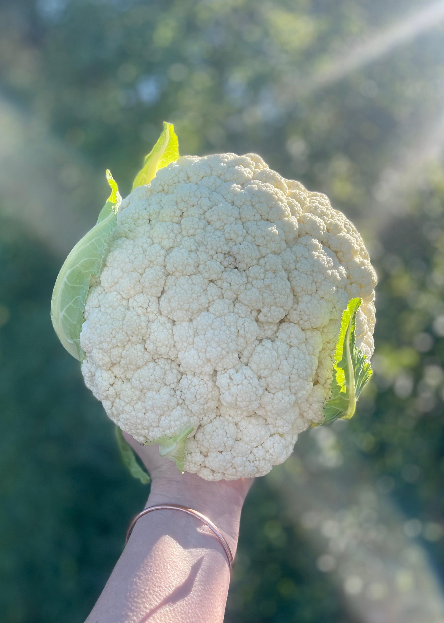 Organic Cauliflower (small)