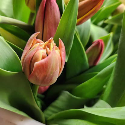 Tulip bulbs x 10 mixed