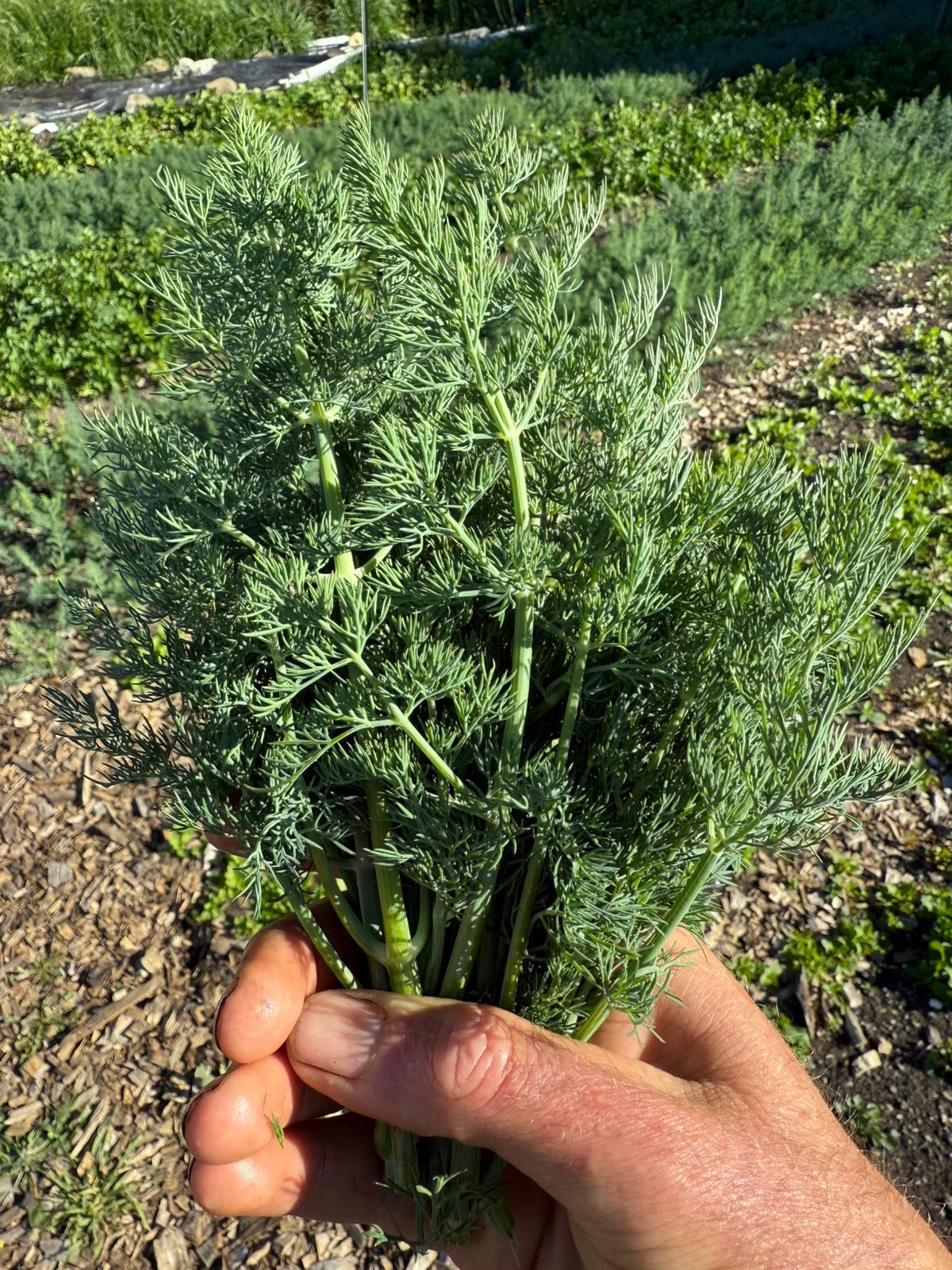 Organic Dill