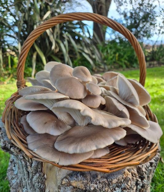 Oyster mushrooms (200g)