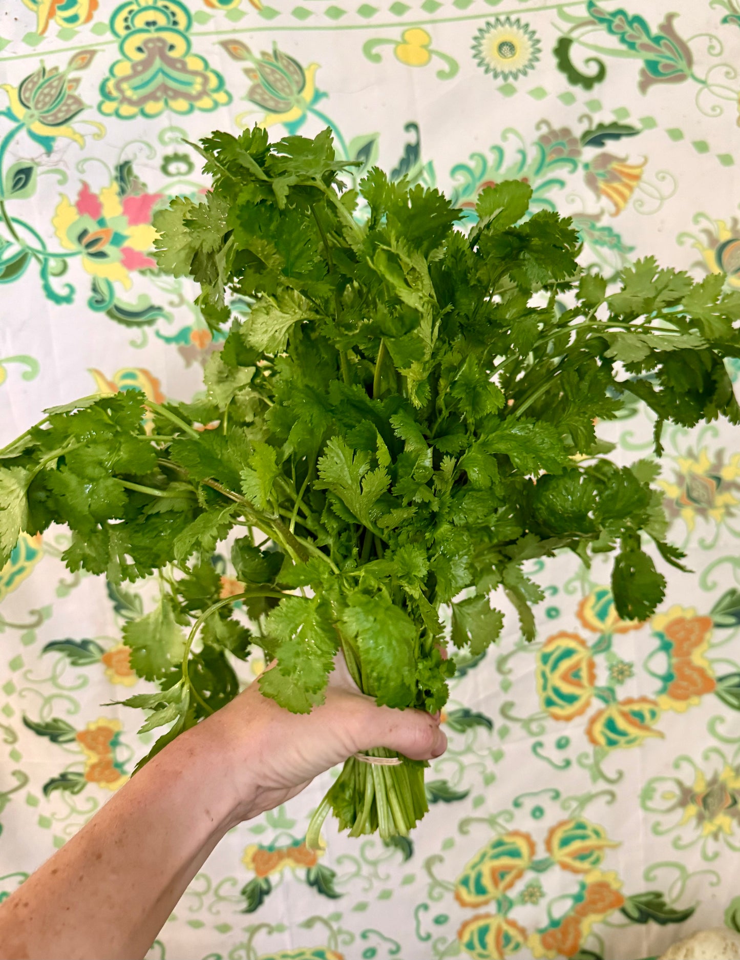 Coriander (spray free)