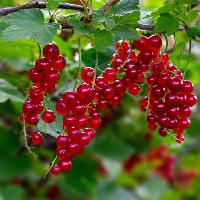 Organic red currants (punnet)