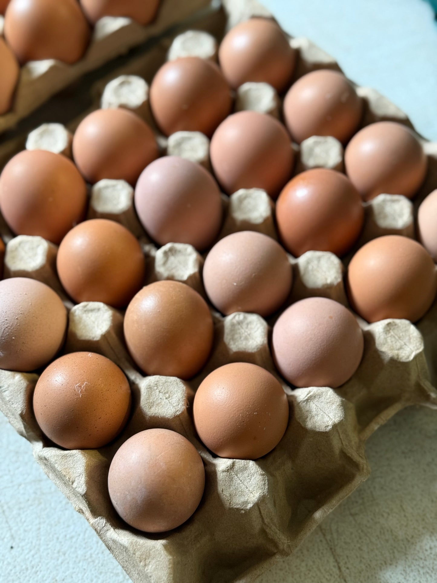 20 x small eggs (size 5) free range