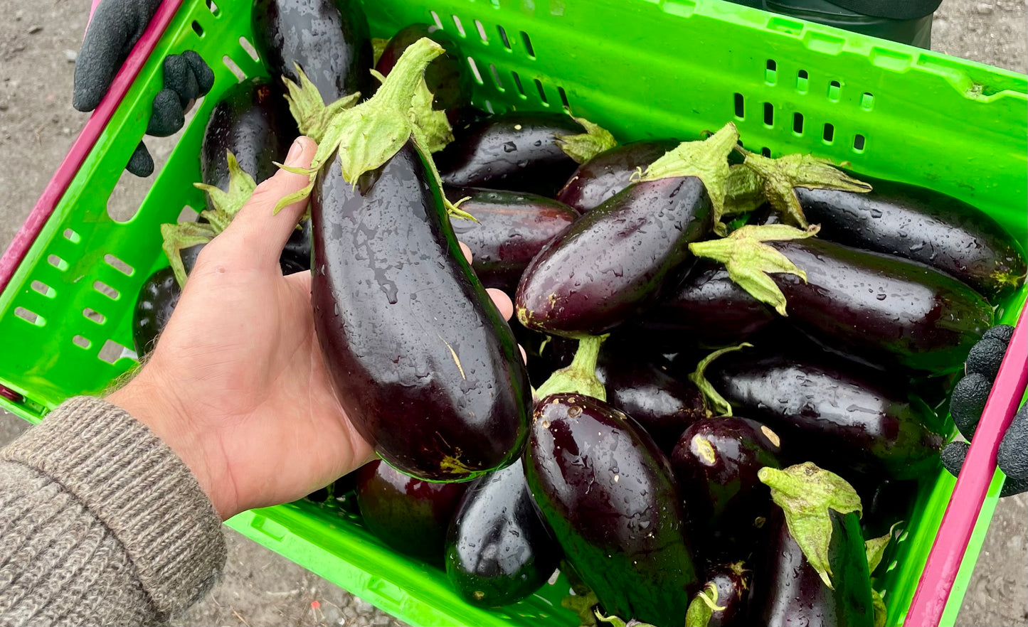Organic Eggplant 1kg