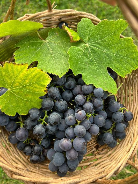 Purple grapes 1kg (spray free)