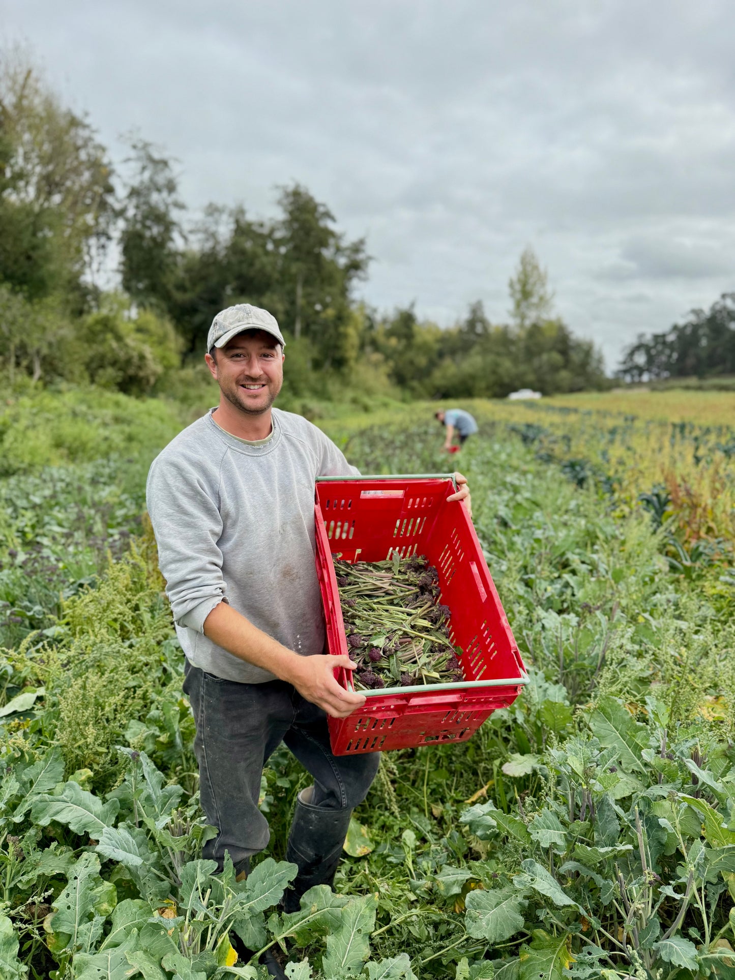 Organic sprouting broccoli (broccolini)