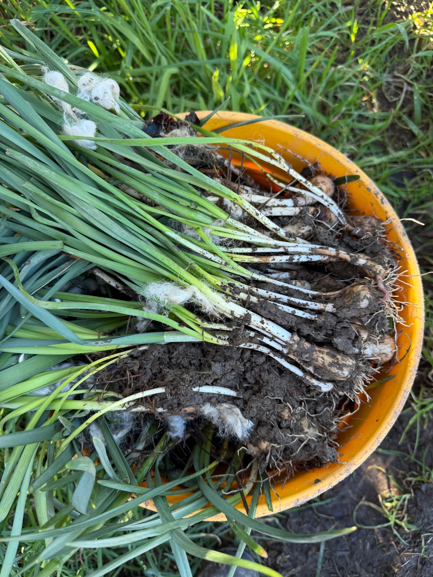 Bundle of 15 Daffodil bulbs (fundraiser)