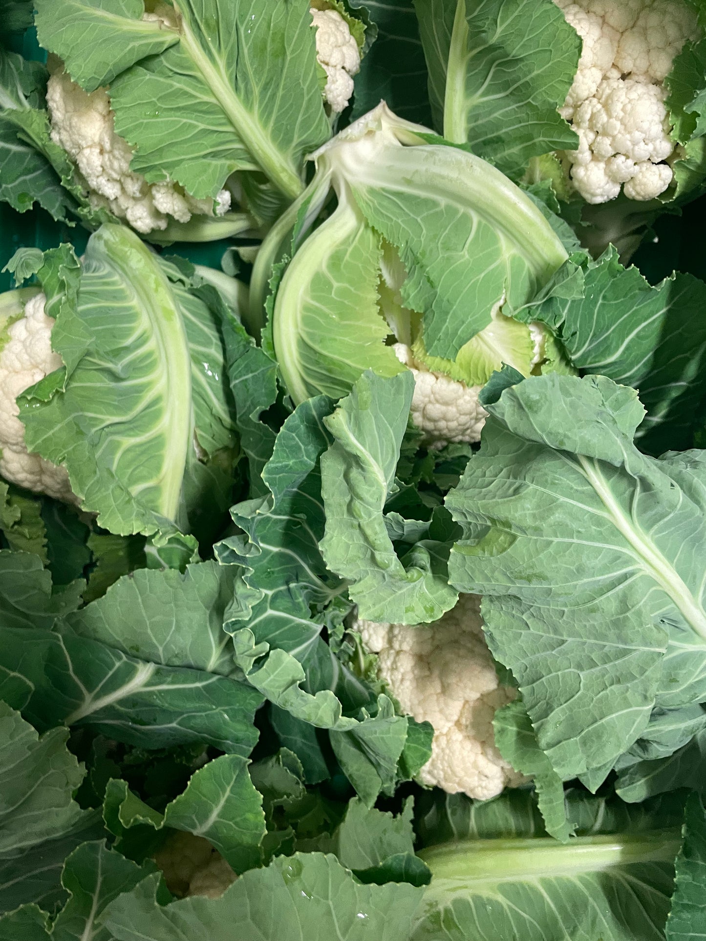 organic vegetables / little farms