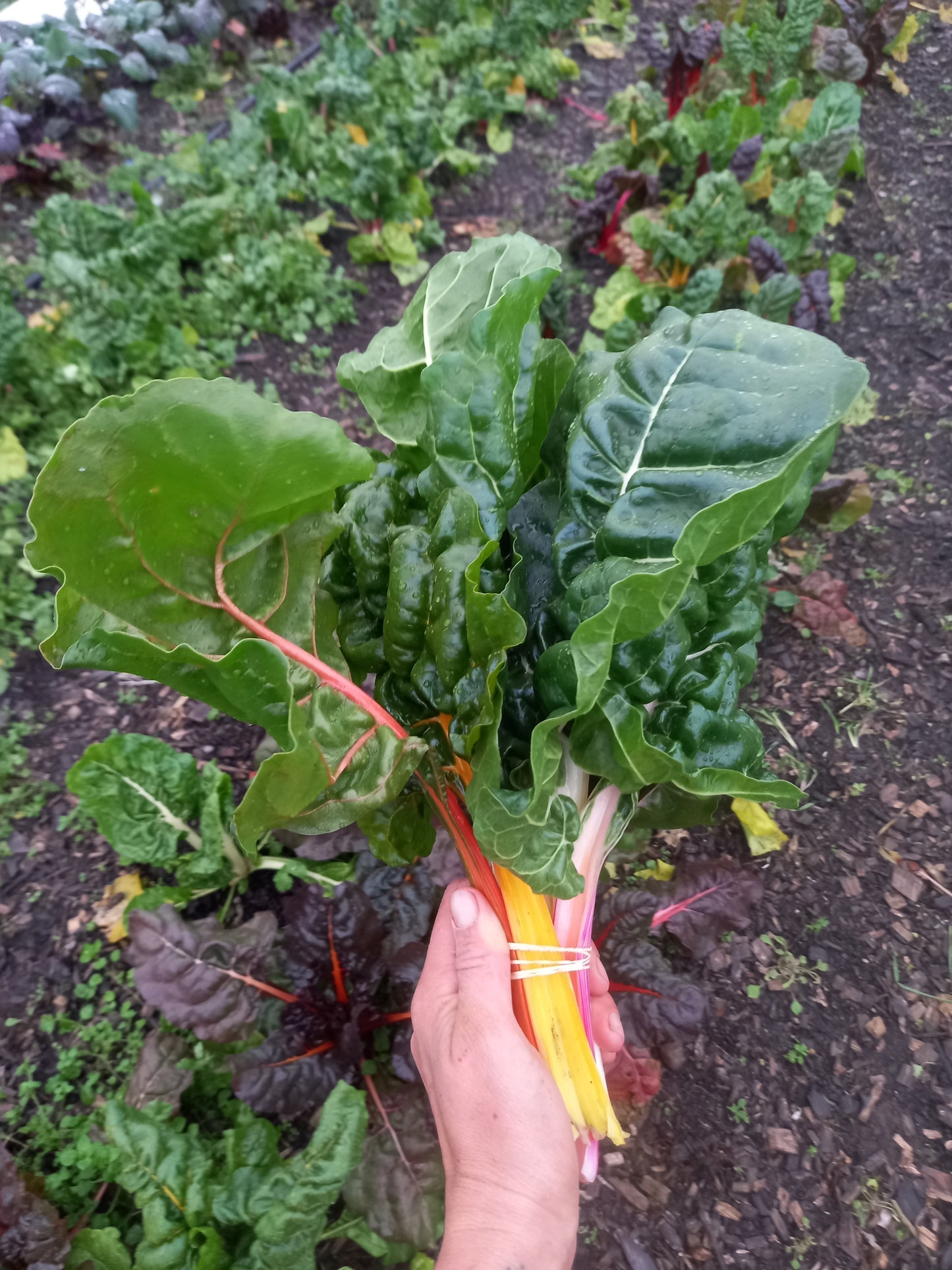 Organic Silverbeet (chard)