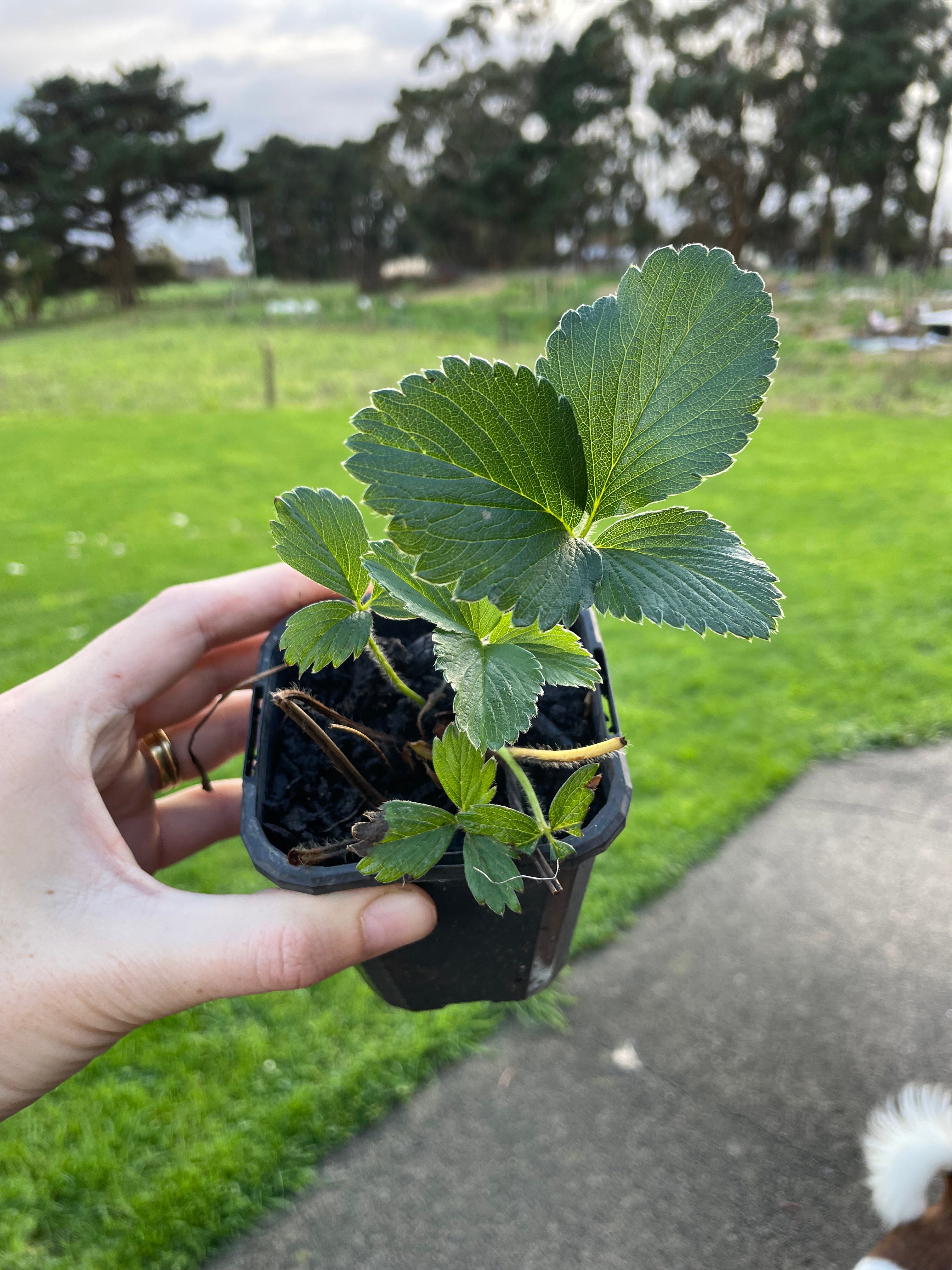 Organic Strawberry plant Little Farms NZ