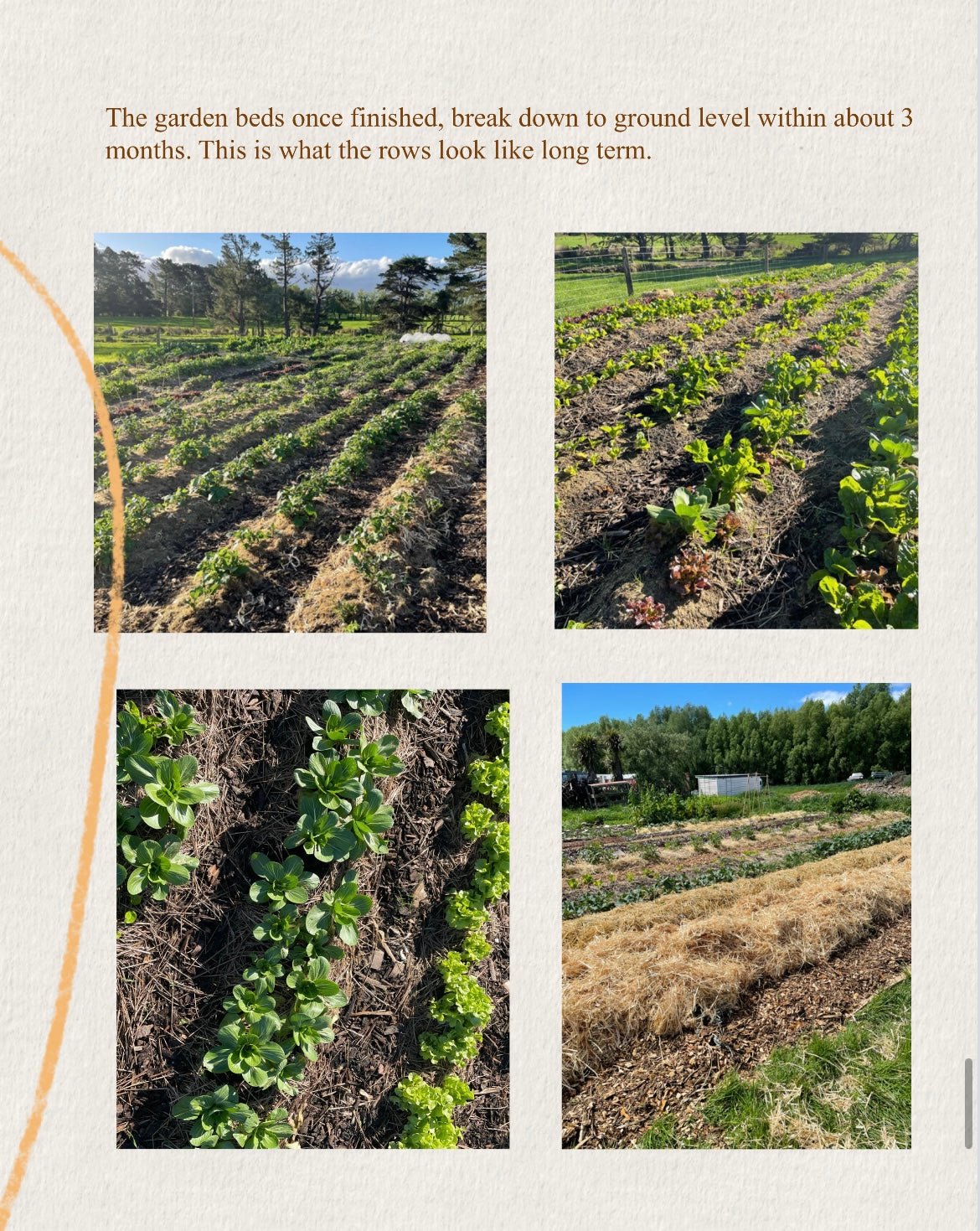 organic vegetables / little farms