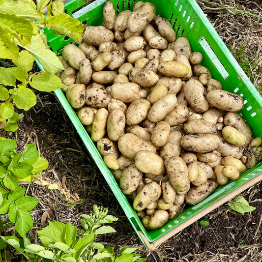 Organic Agria Potatoes