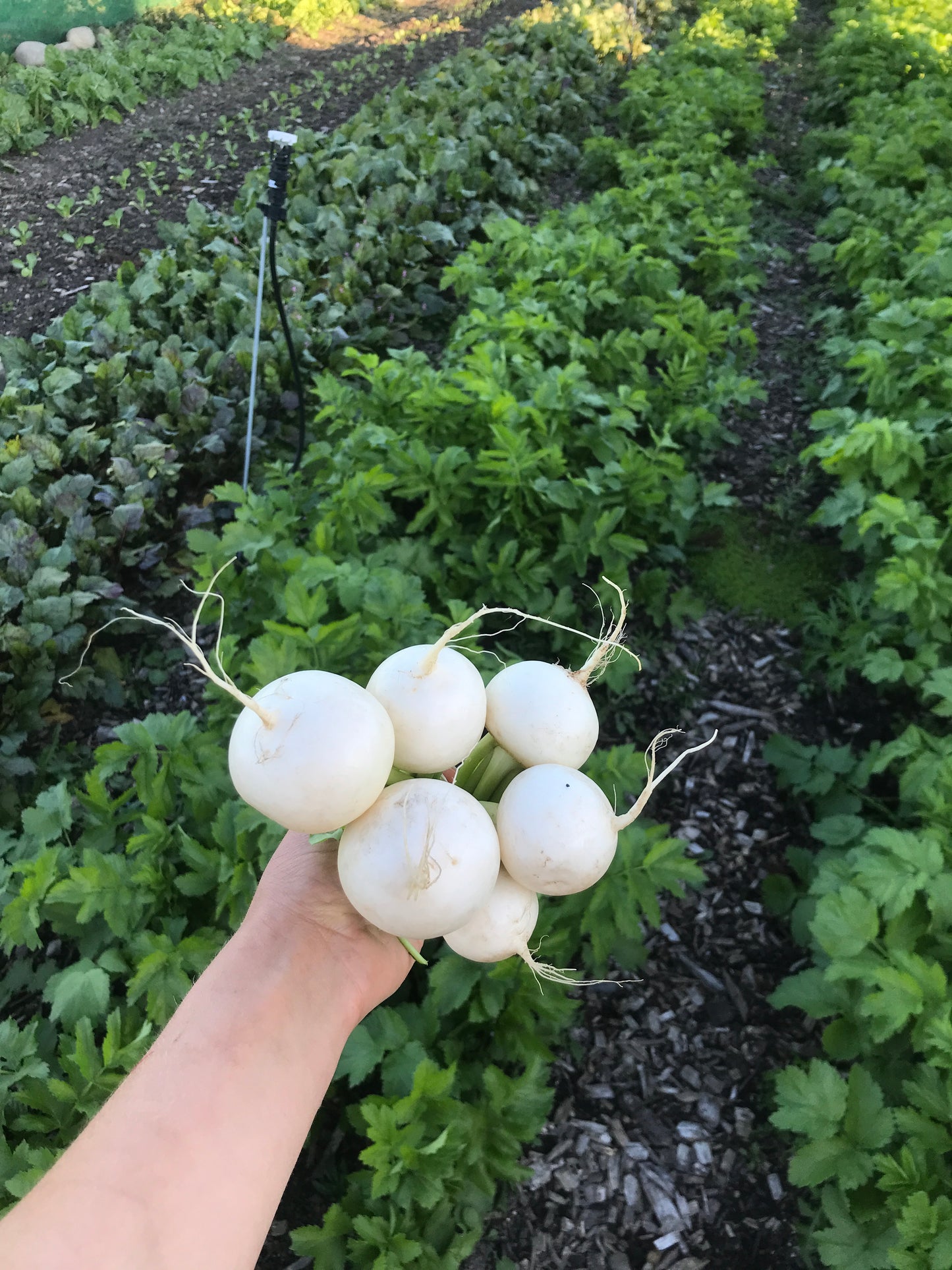 Organic Turnips