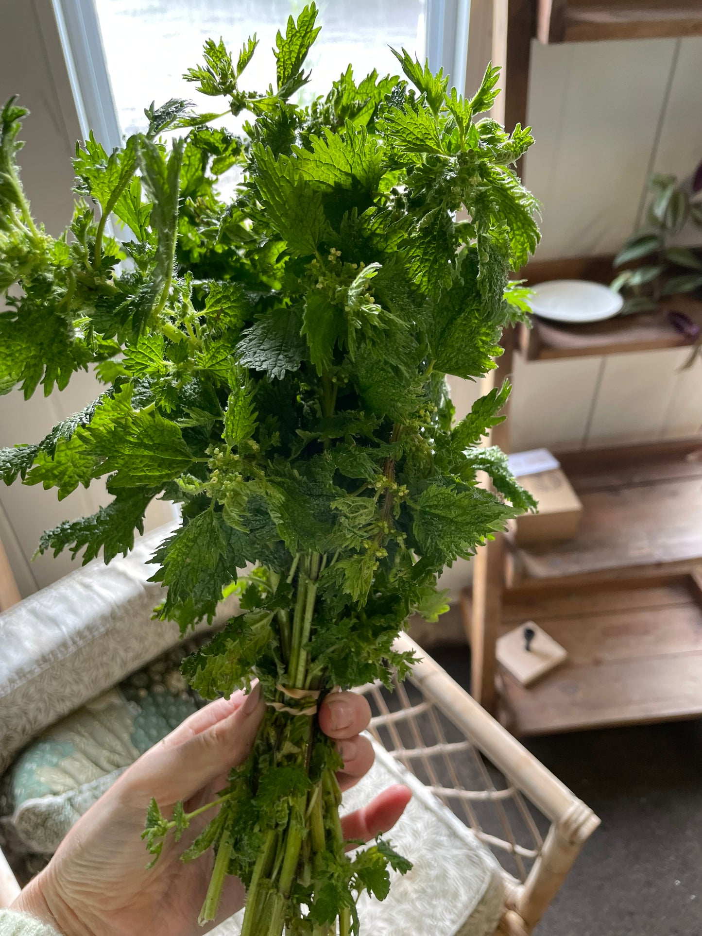 organic vegetables / little farms