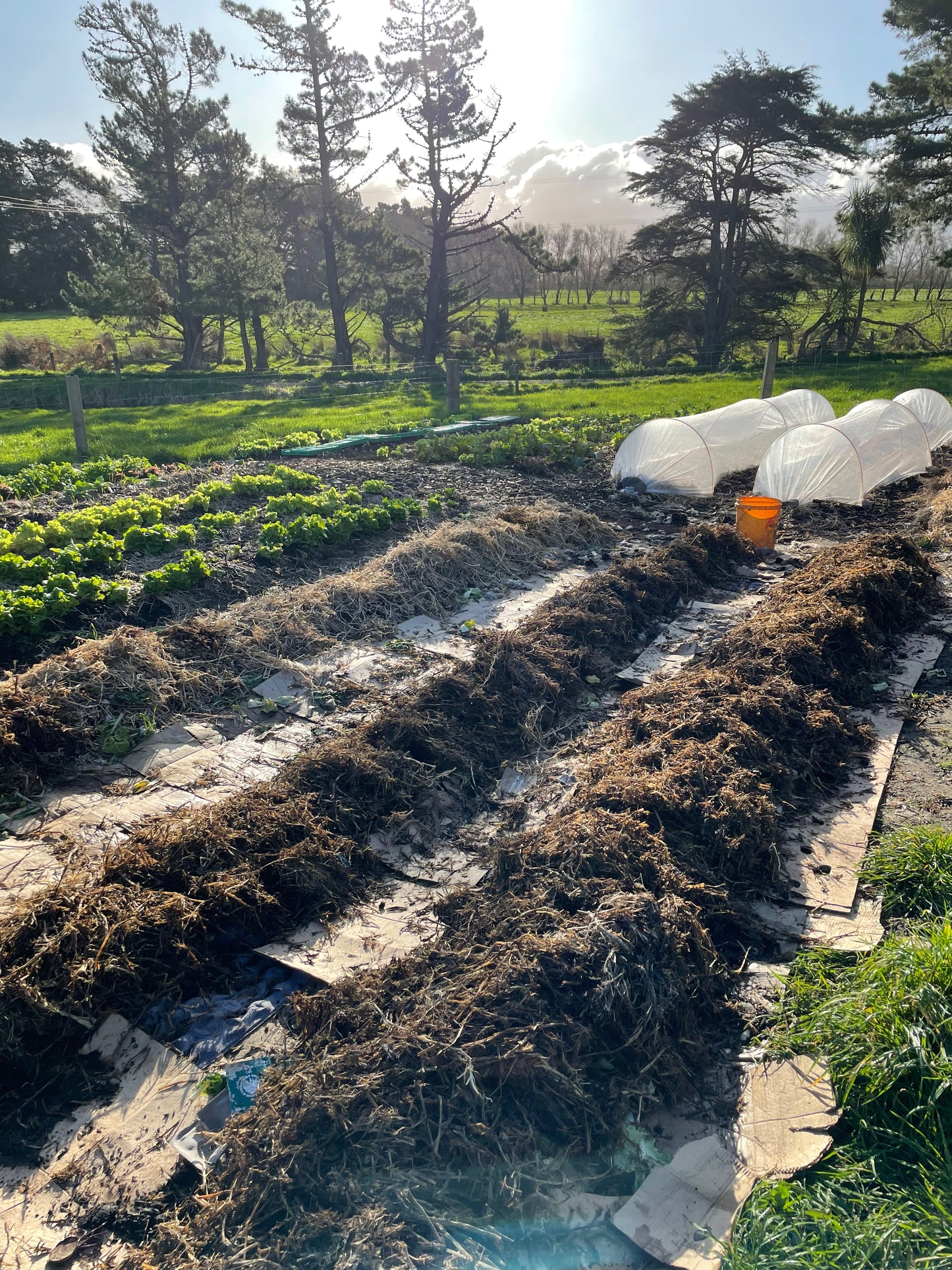 organic vegetables / little farms