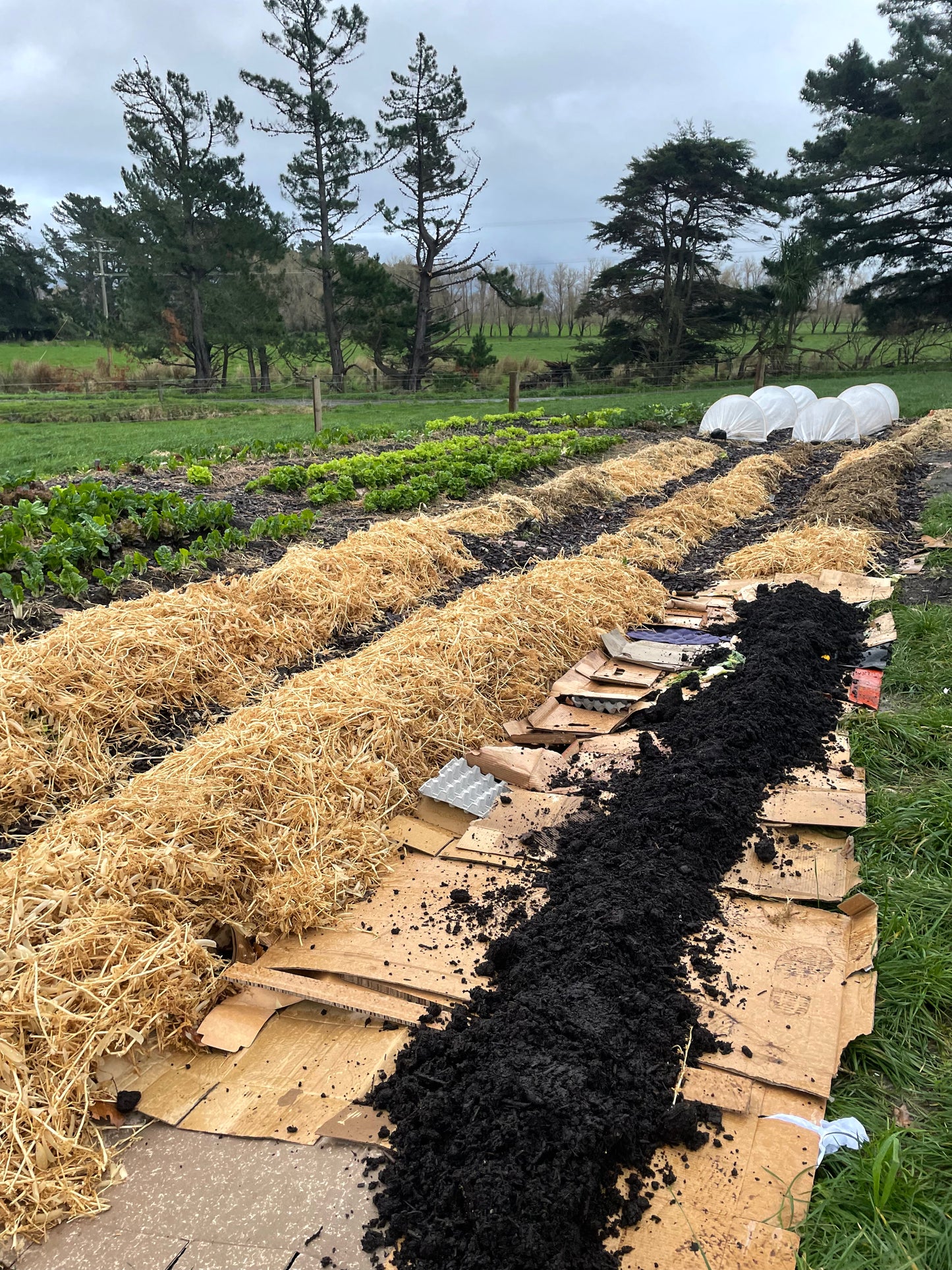 organic vegetables / little farms