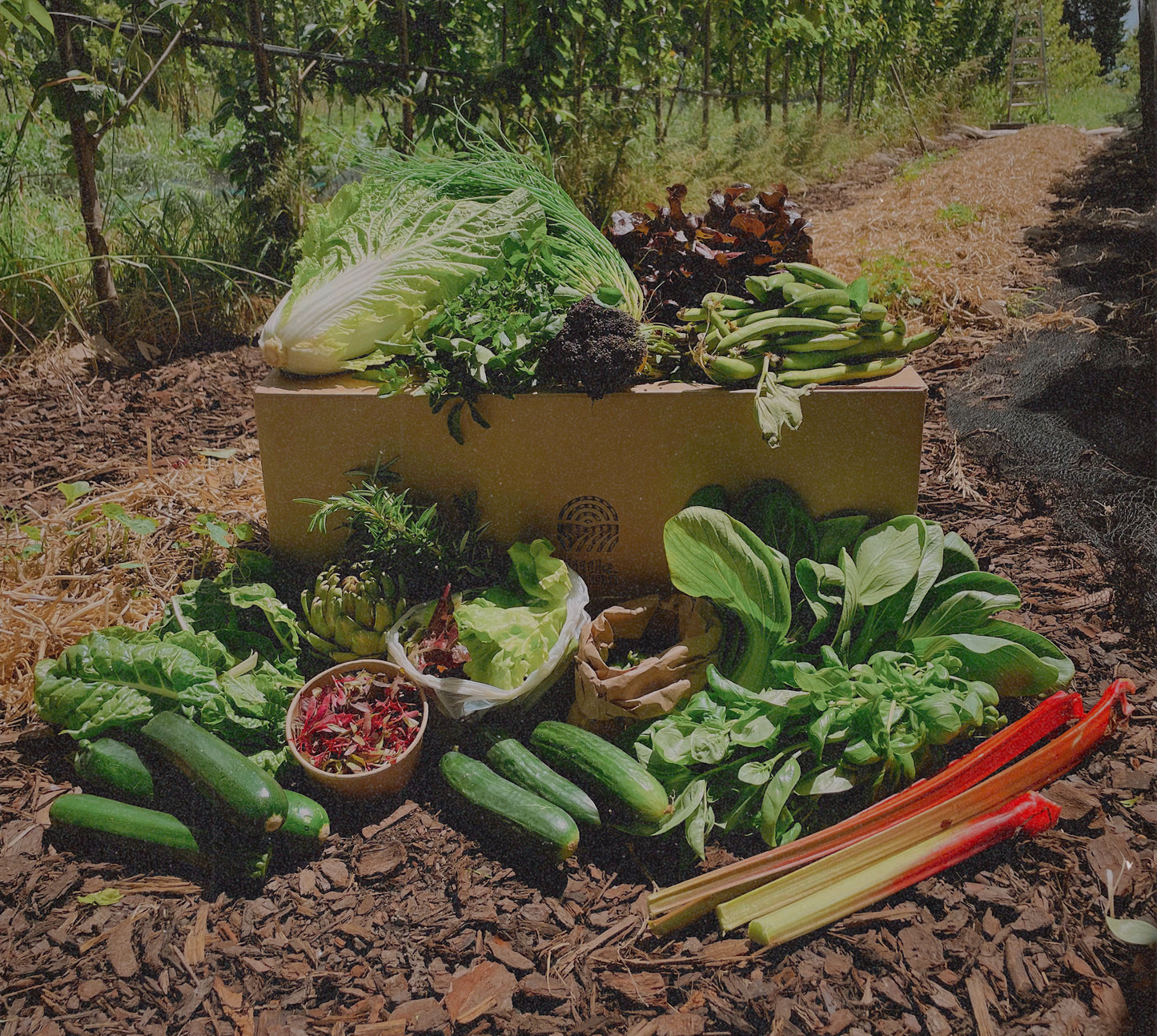 organic vegetables / little farms