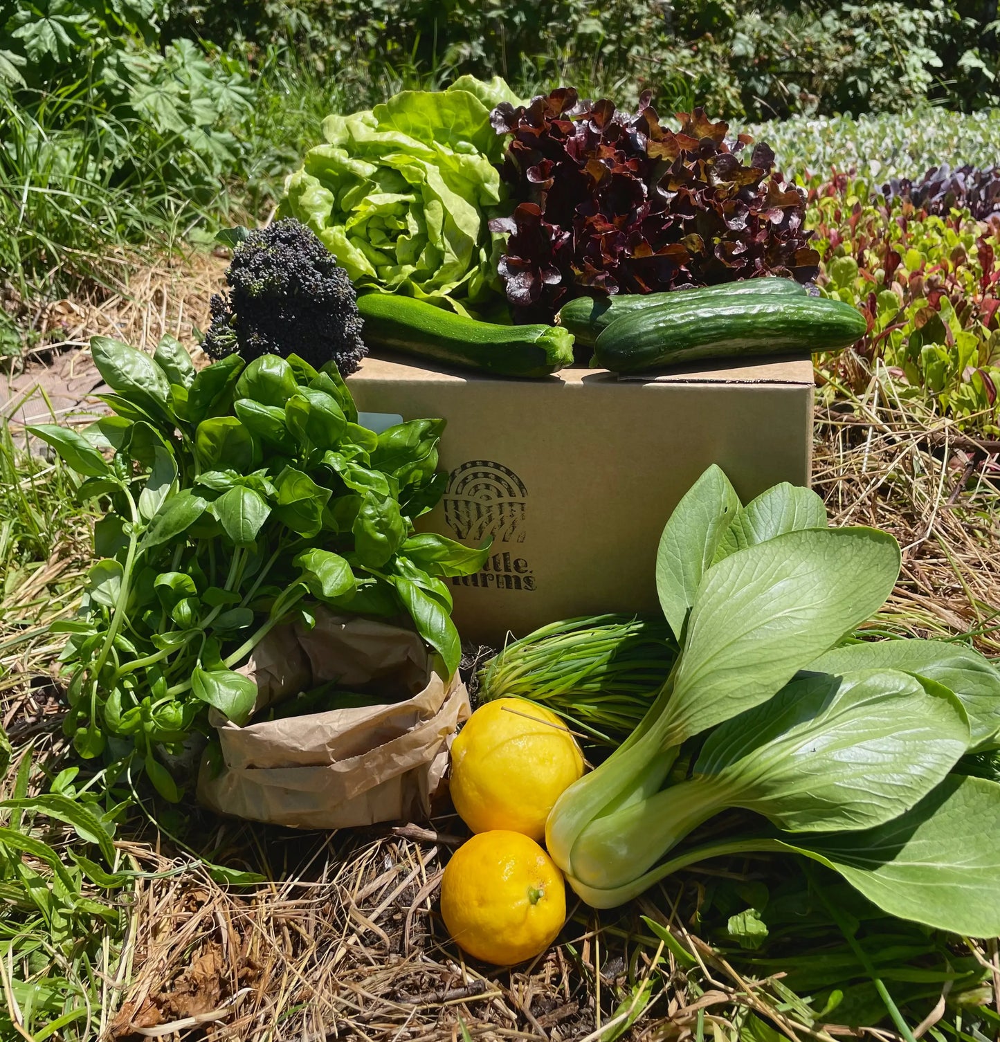 organic vegetables / little farms