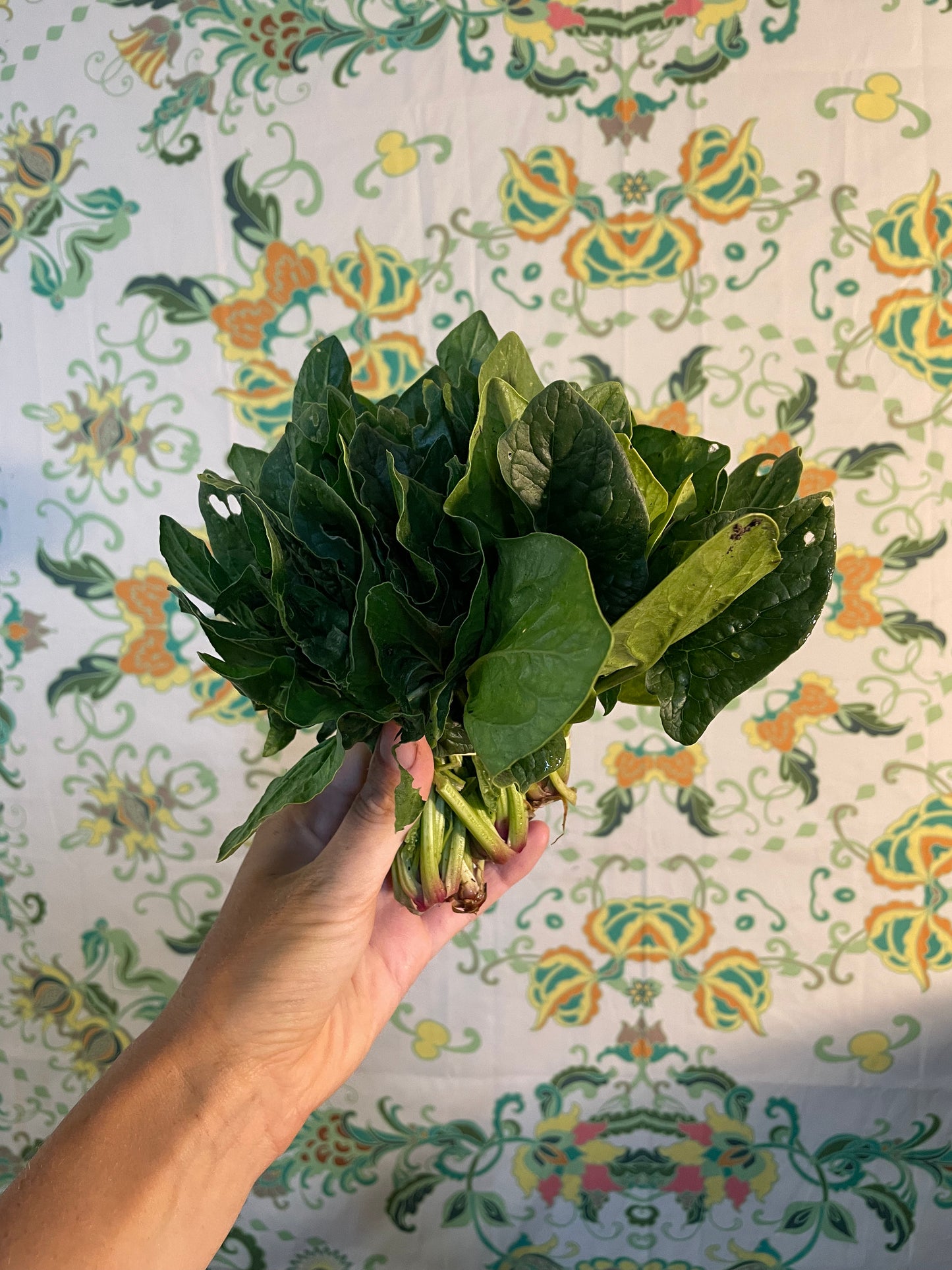 organic vegetables / little farms