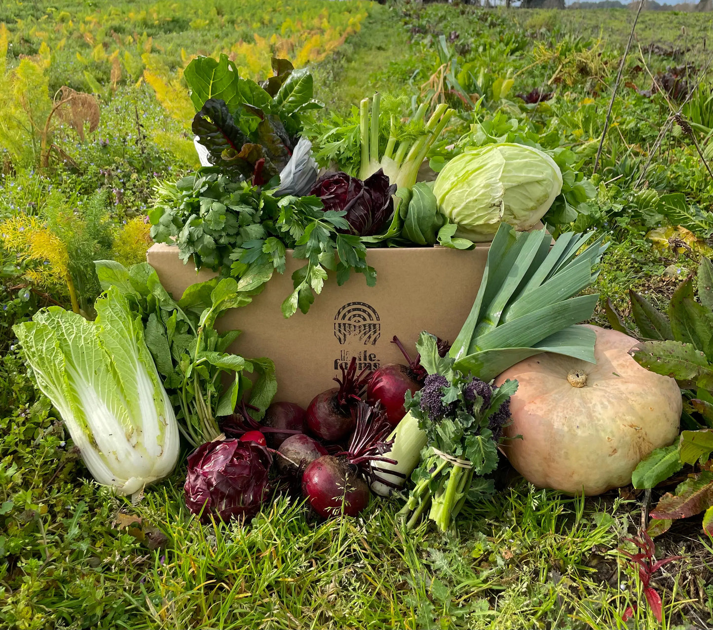 organic vegetables / little farms