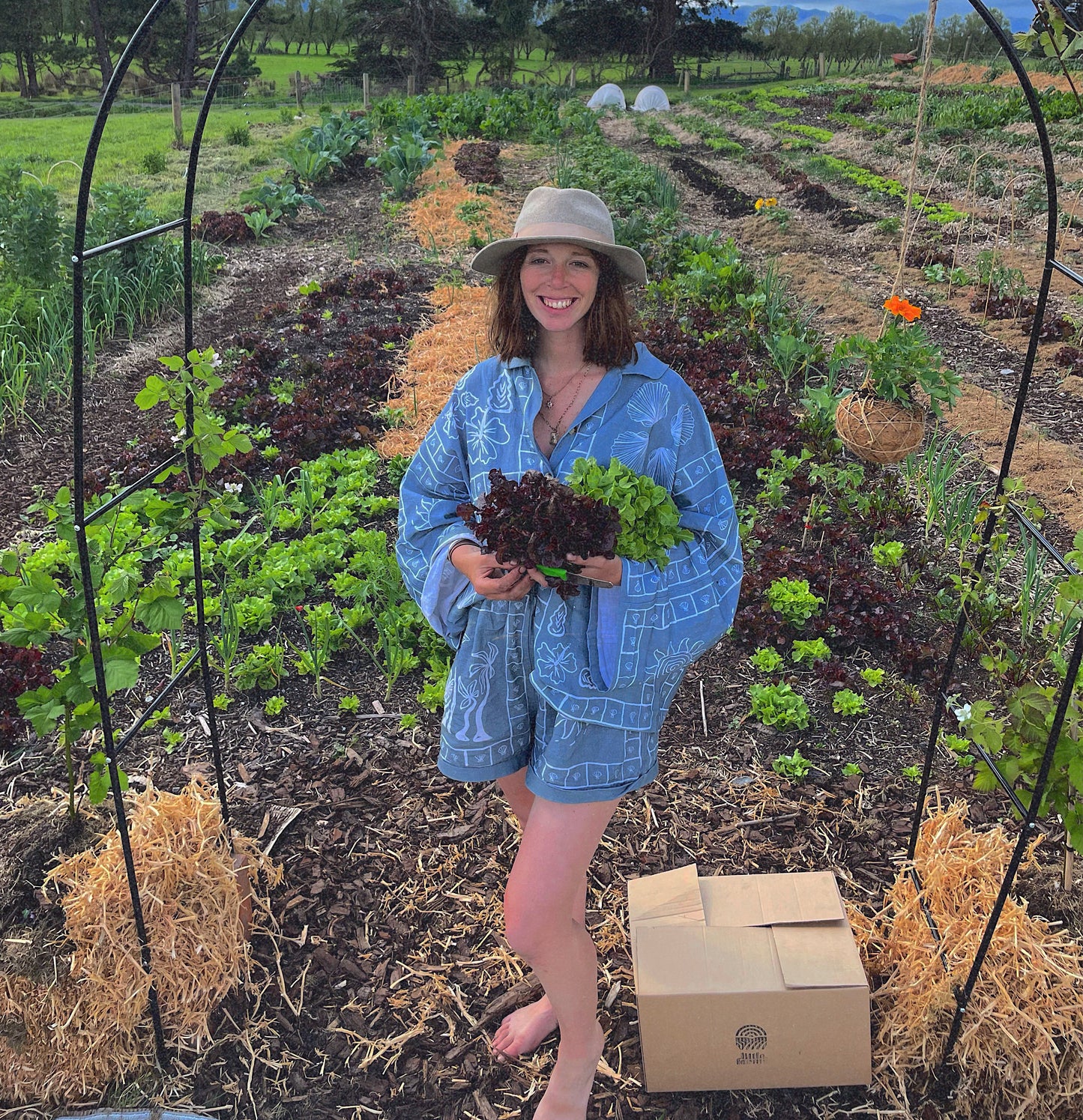 organic vegetables / little farms