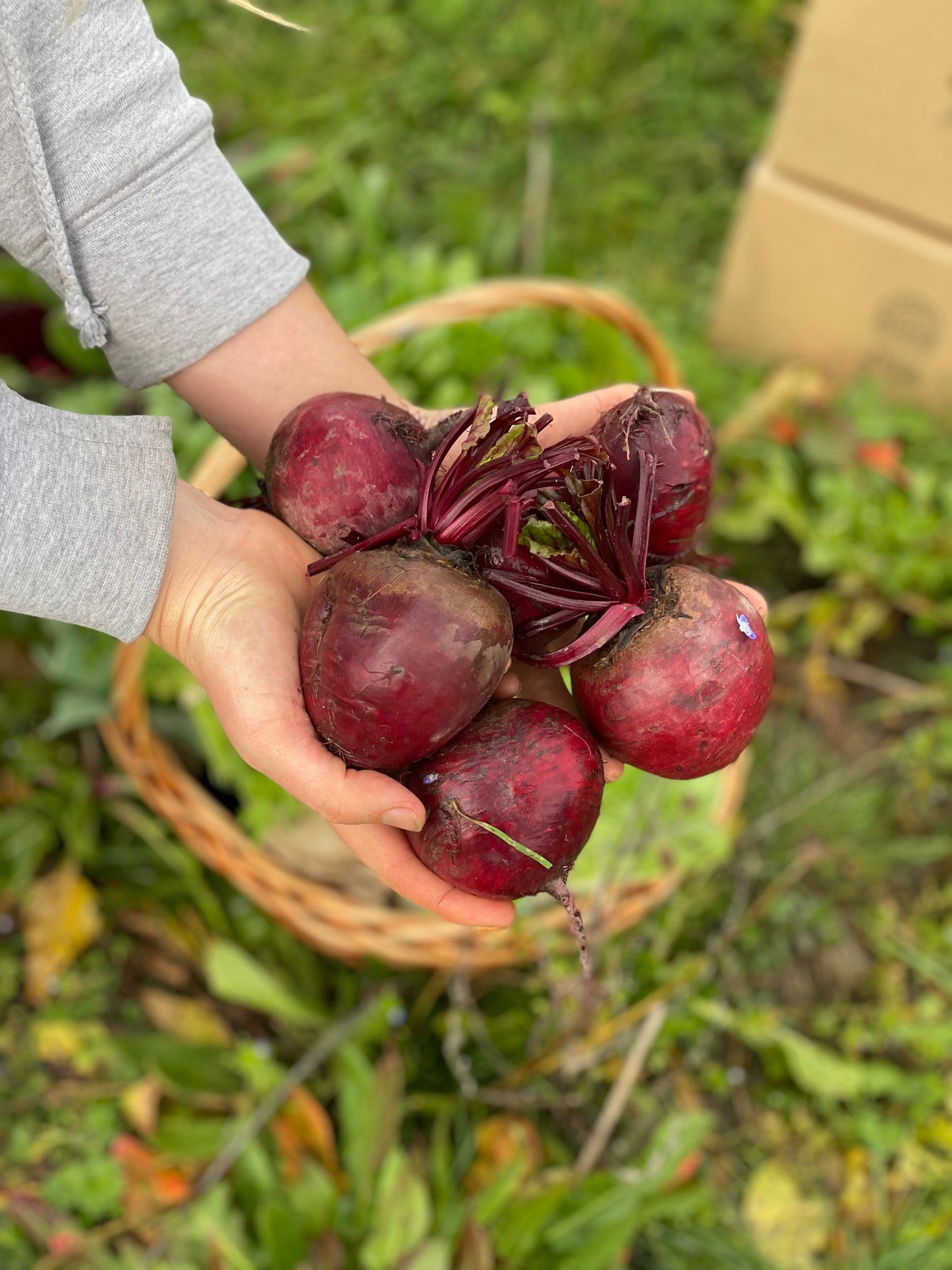 organic vegetables / little farms