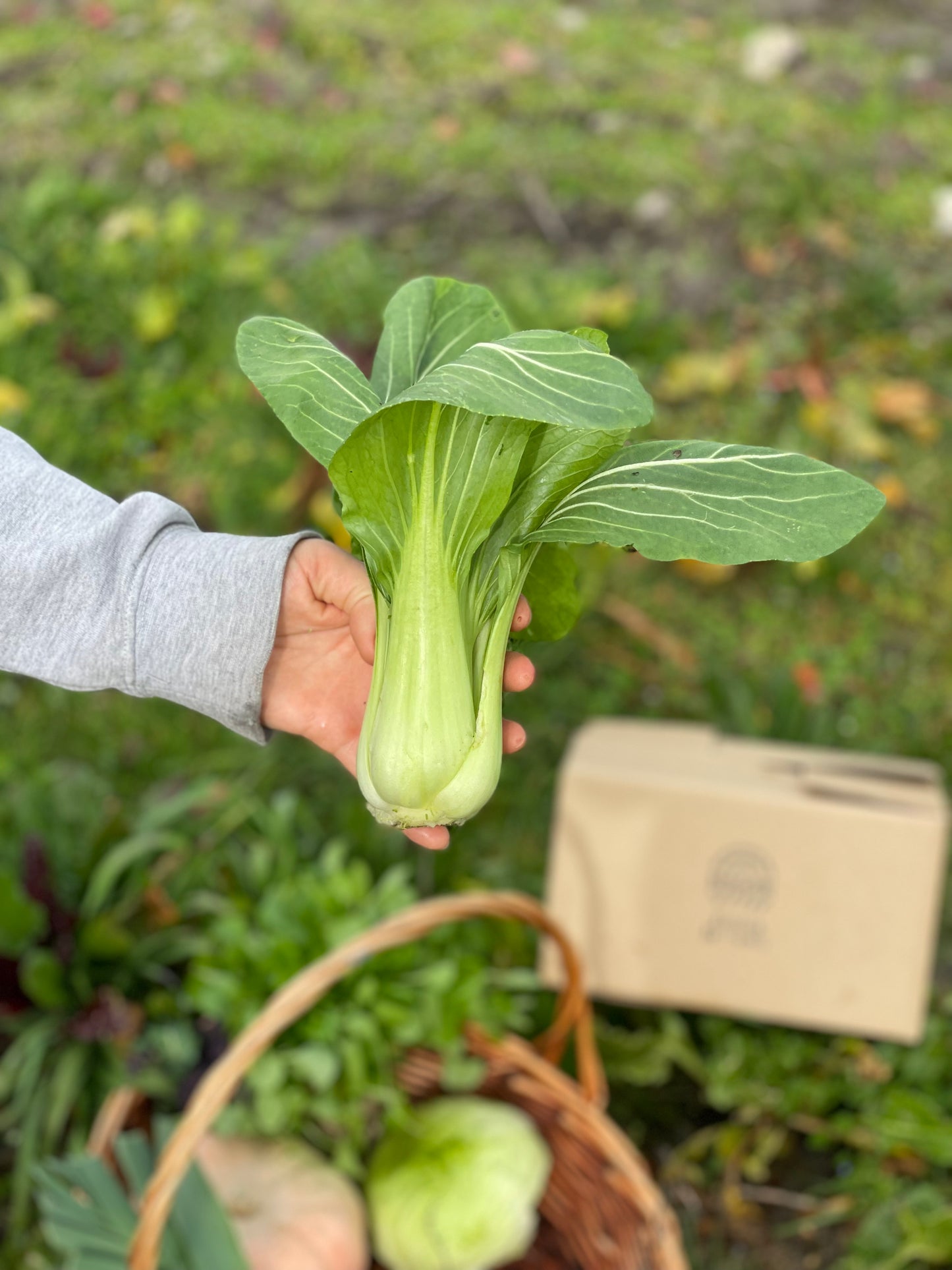 organic vegetables / little farms