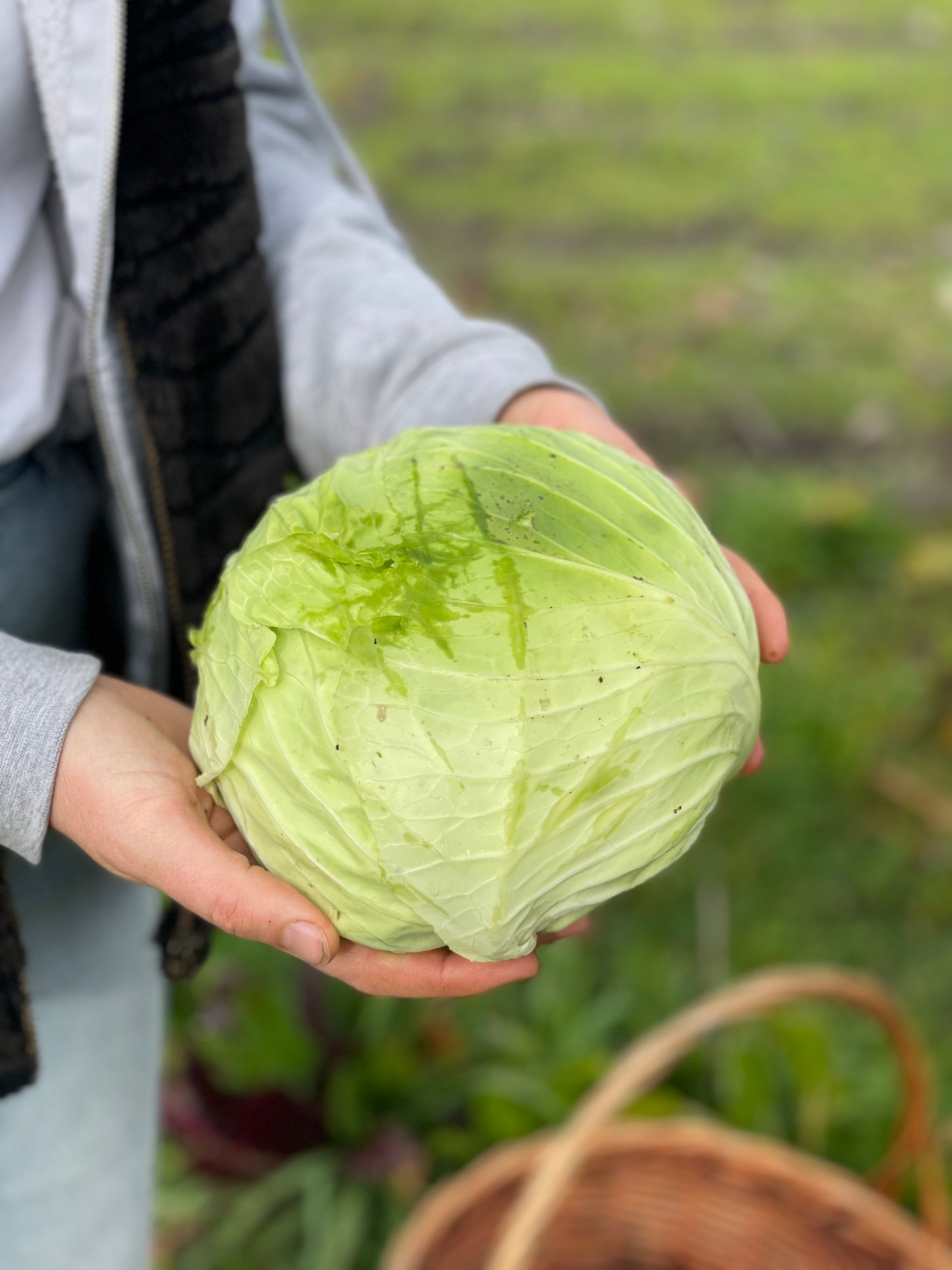 organic vegetables / little farms