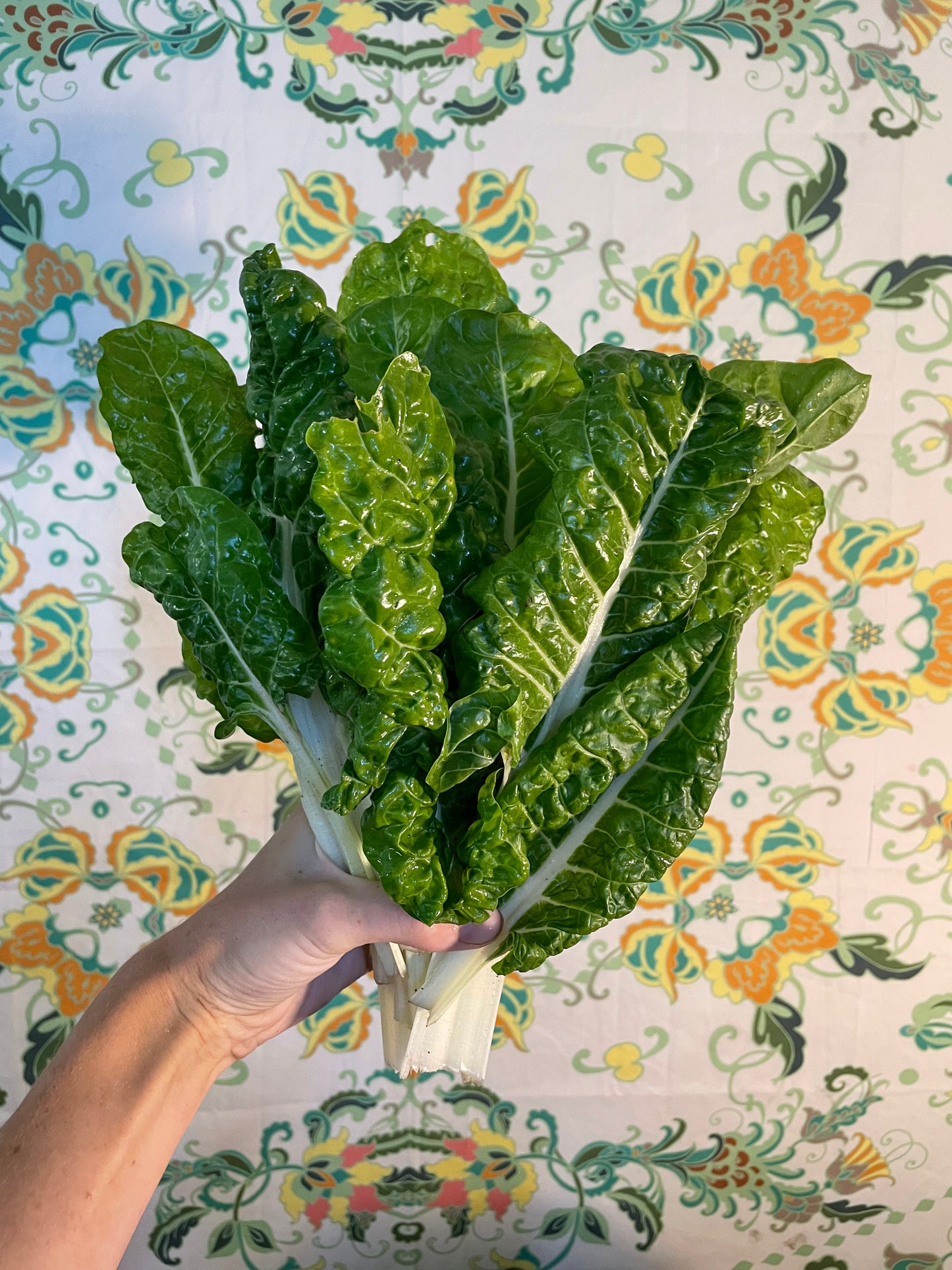 organic vegetables / little farms