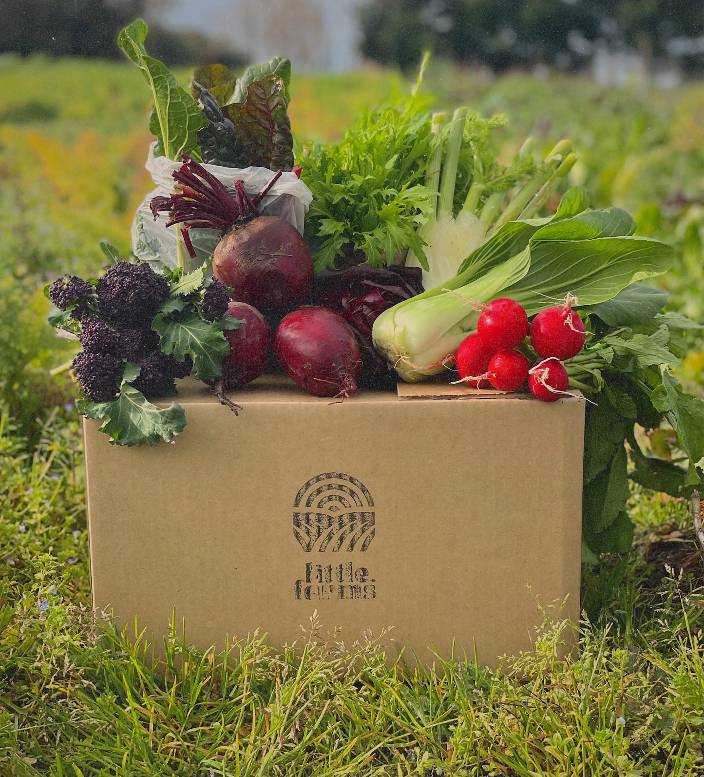 organic vegetables / little farms