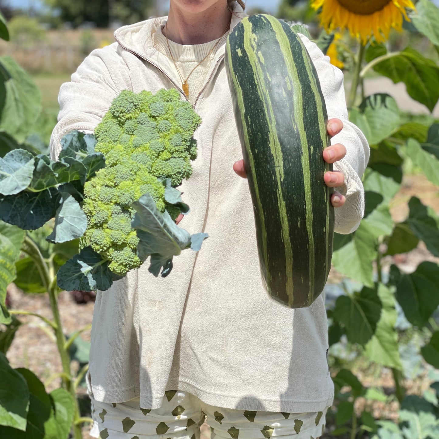 organic vegetables / little farms