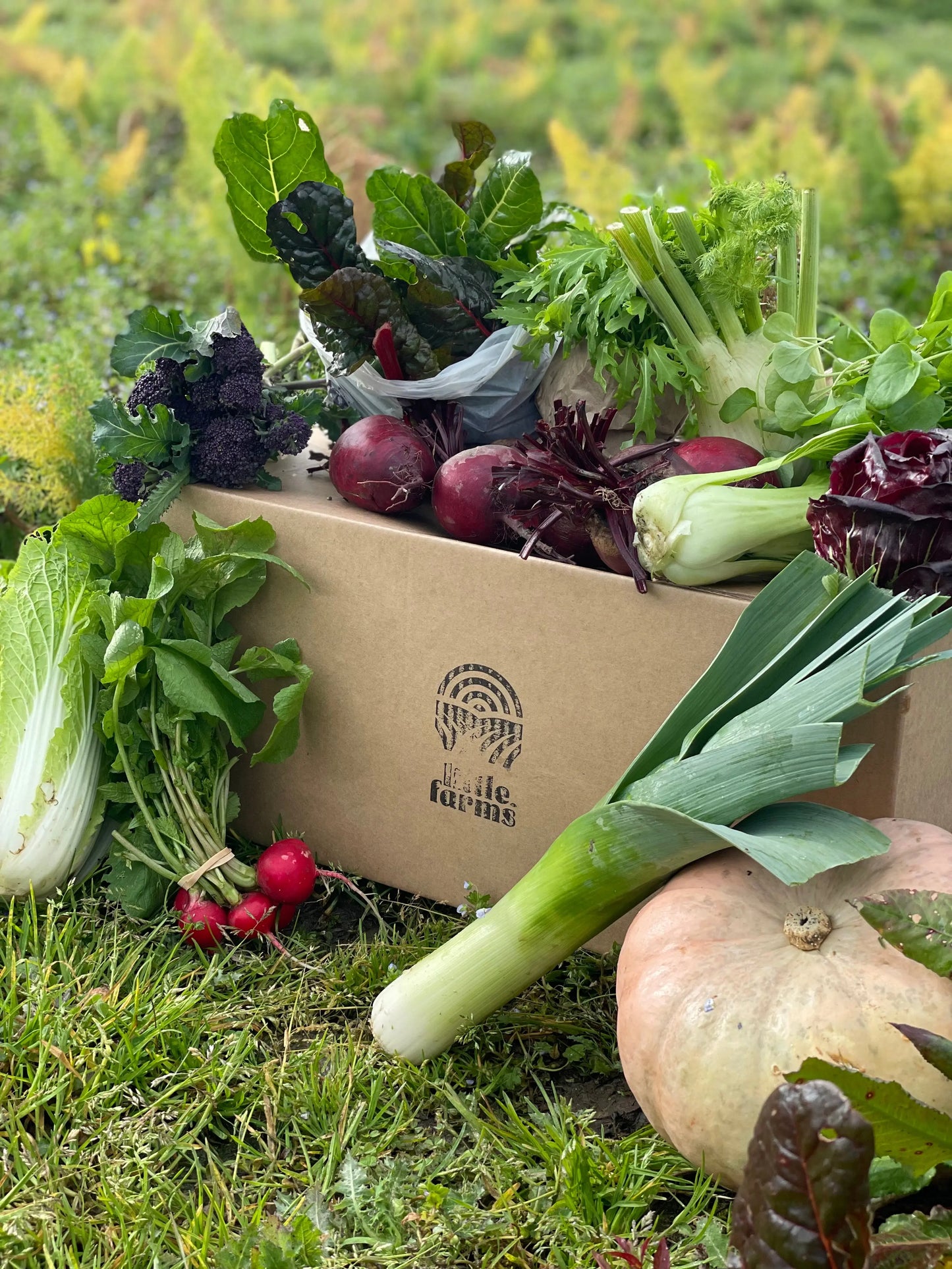 organic vegetables / little farms