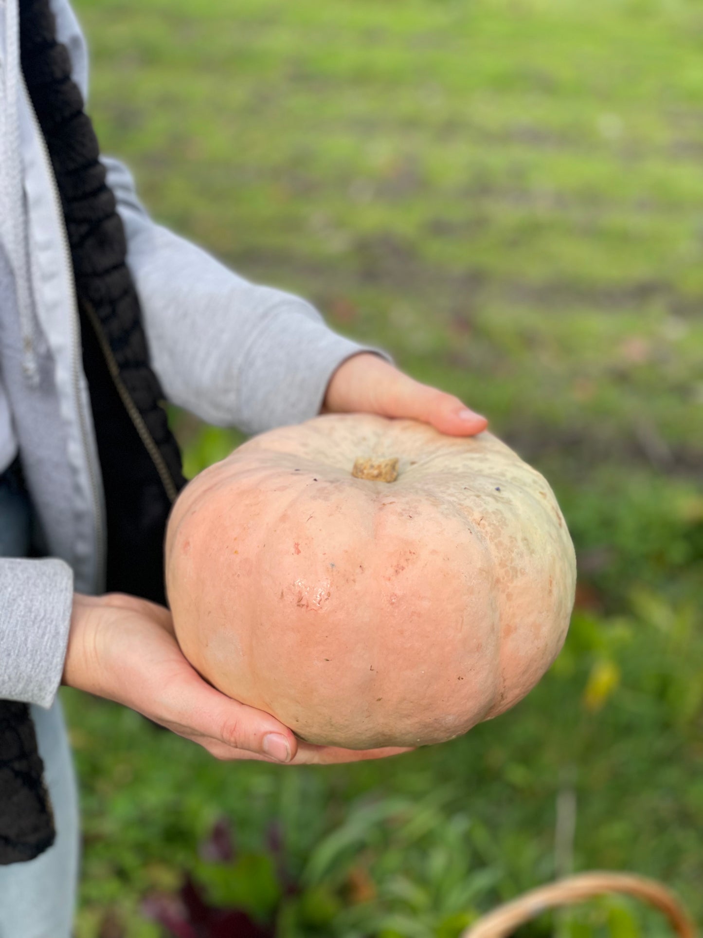 Organic Pumpkin (3kg)